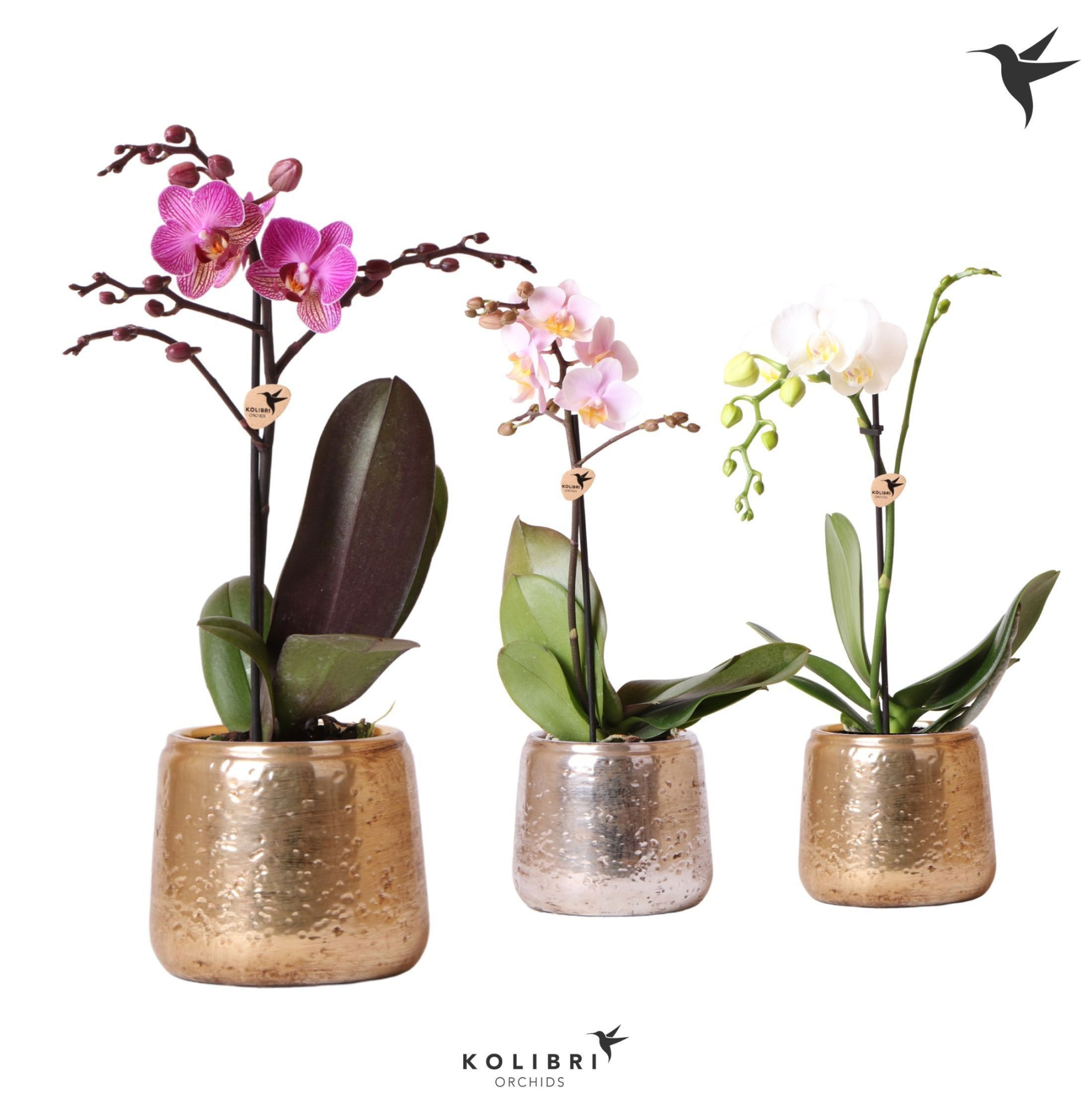 Kolibri Orchids Phalaenopsis Mix 1 spike in Luxury pot mix, D 9