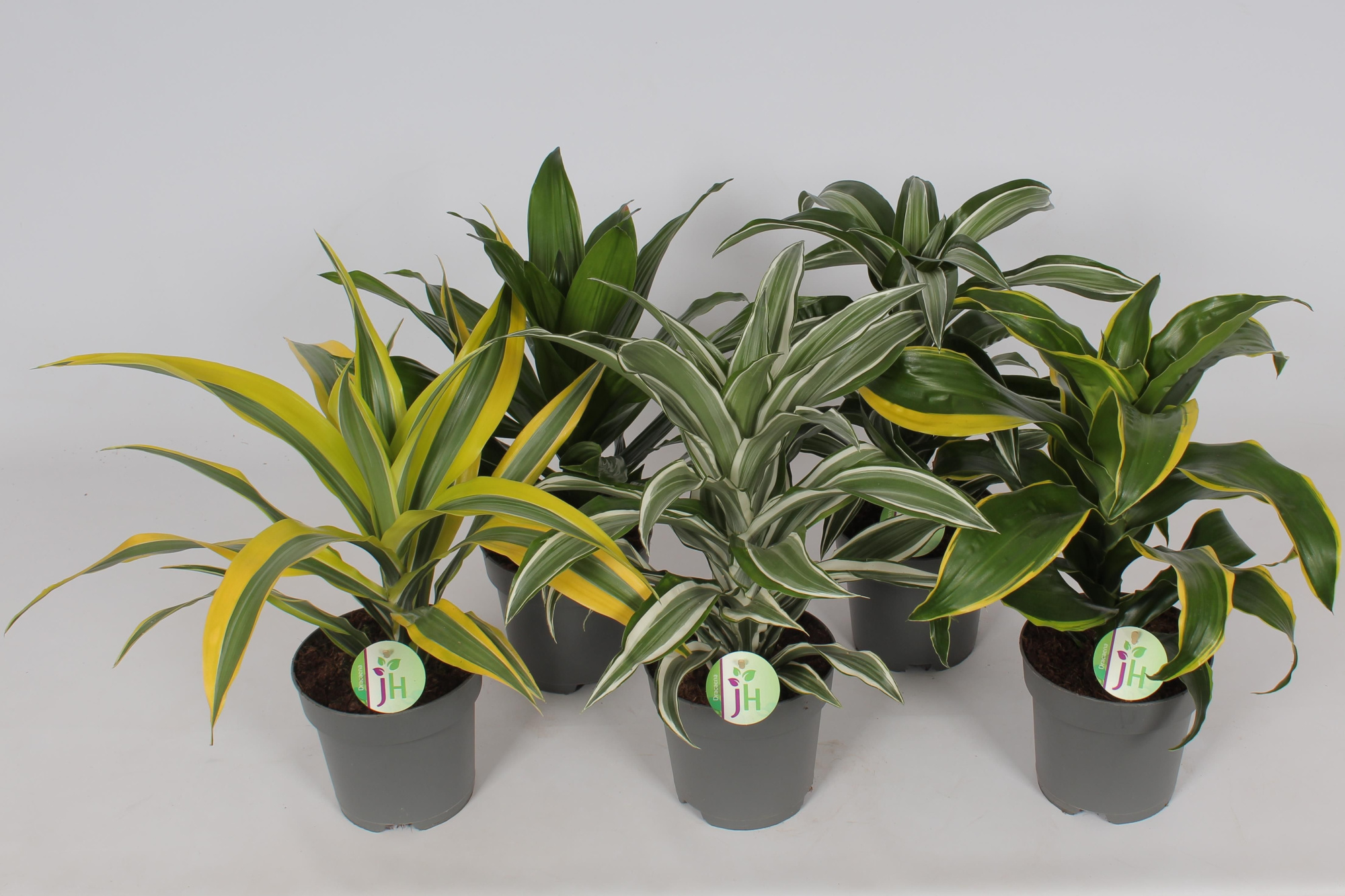 Dracaena mix, D 17