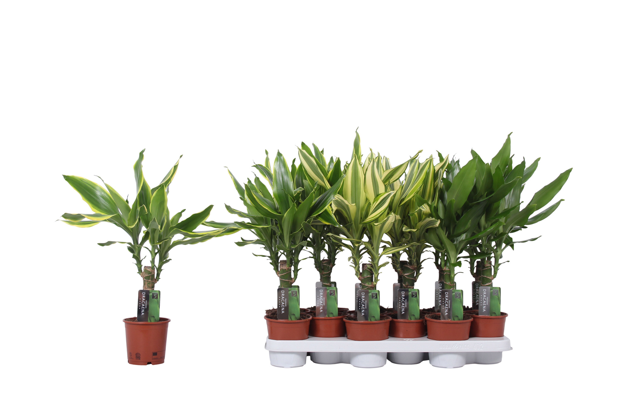 Dracaena 3 color mix, 11 cm pot, D 11