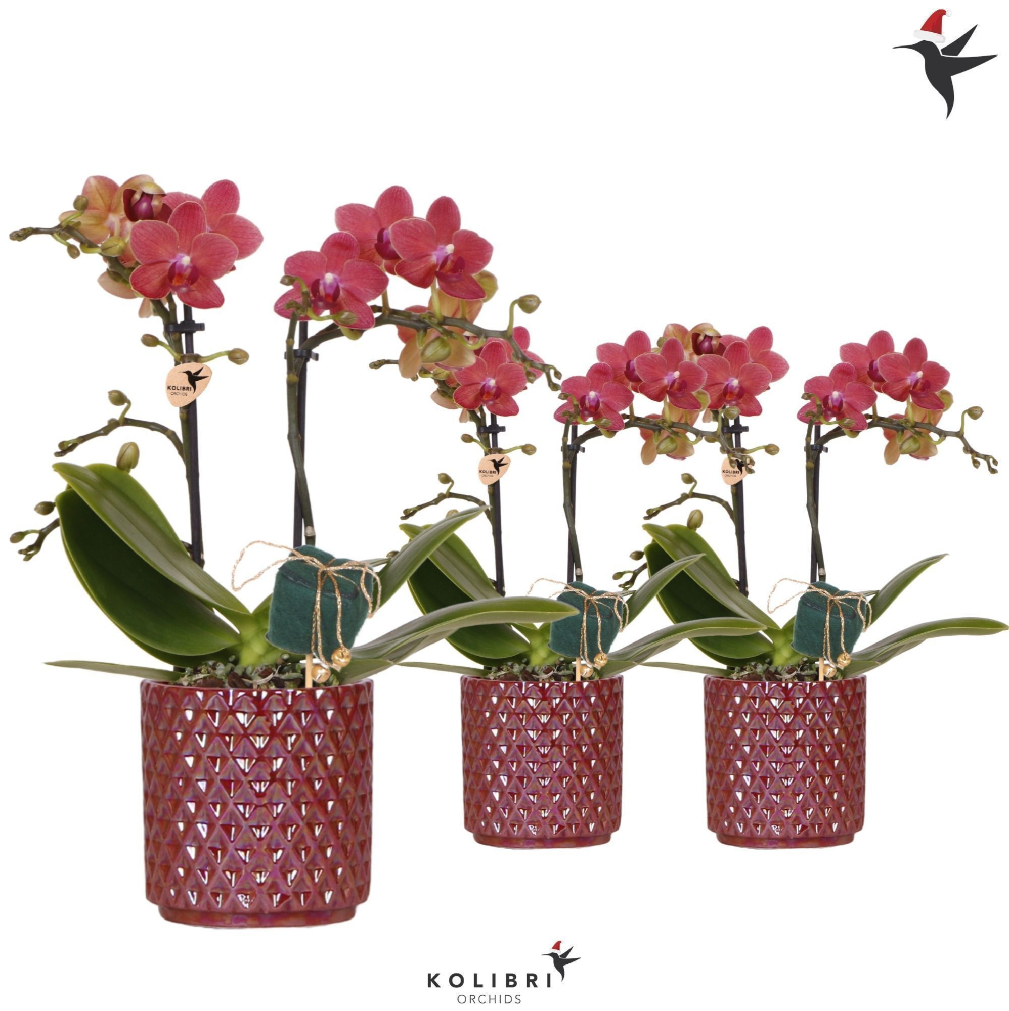 Kolibri Orchids red Phalaenopsis 2 spike in Diamond Pearl red Xmas, D 9