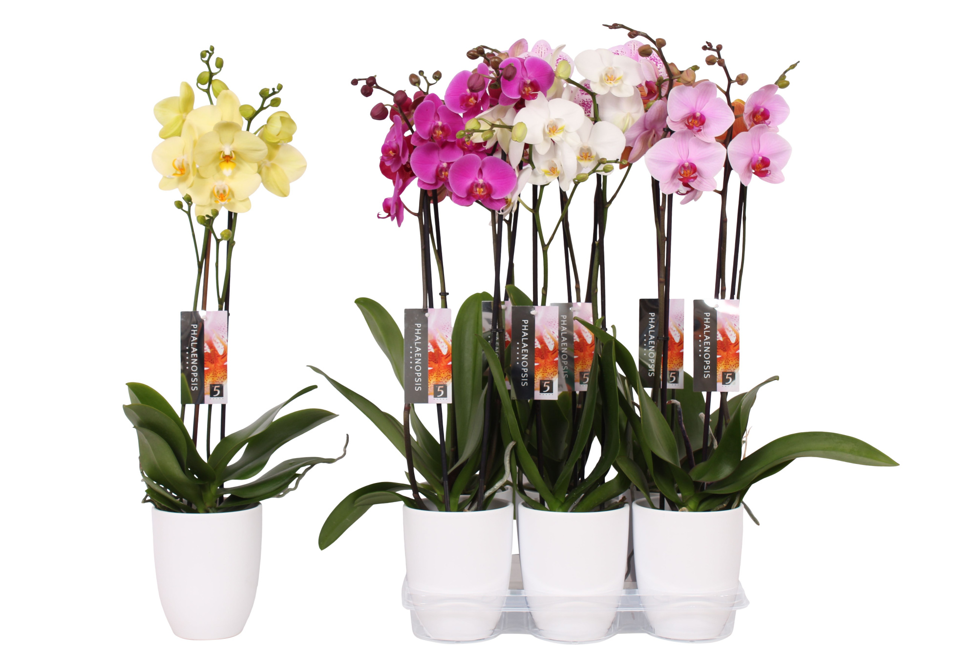 Phalaenopsis mix, 2-spike White Ceramics, D 12
