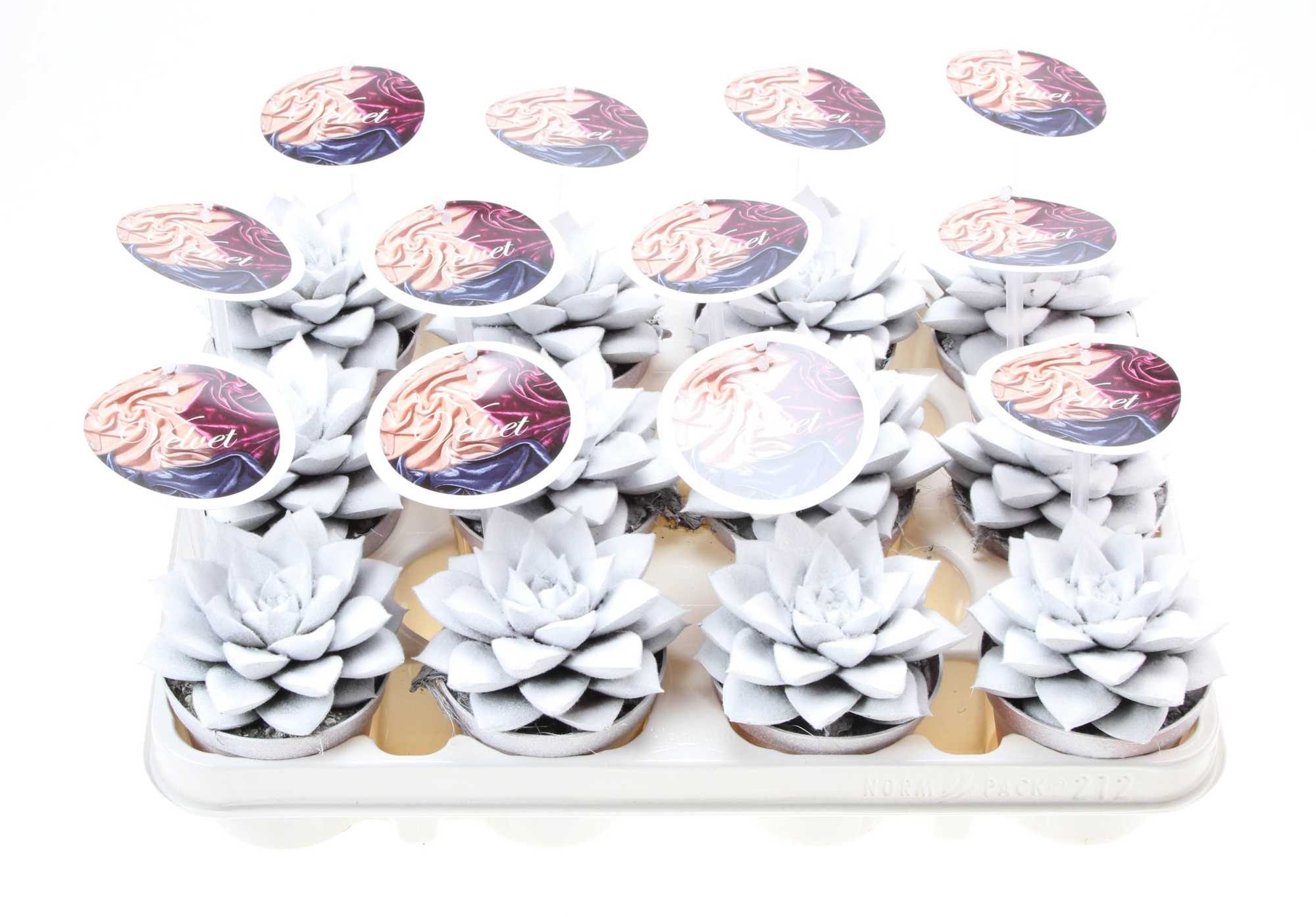 Velvet purper wit + etiket, D 8,5