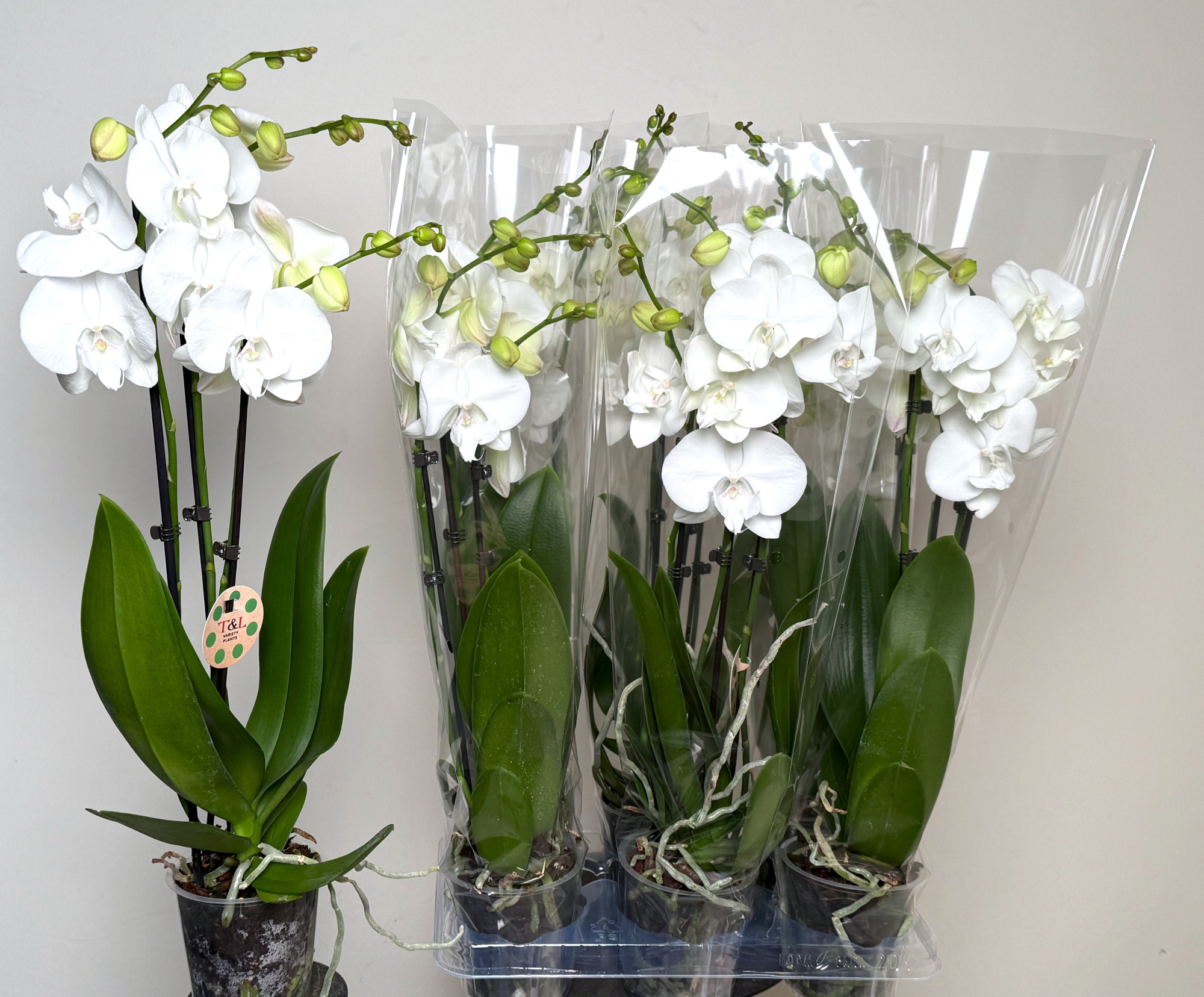 Marylin 3 Tak, D 12 cm