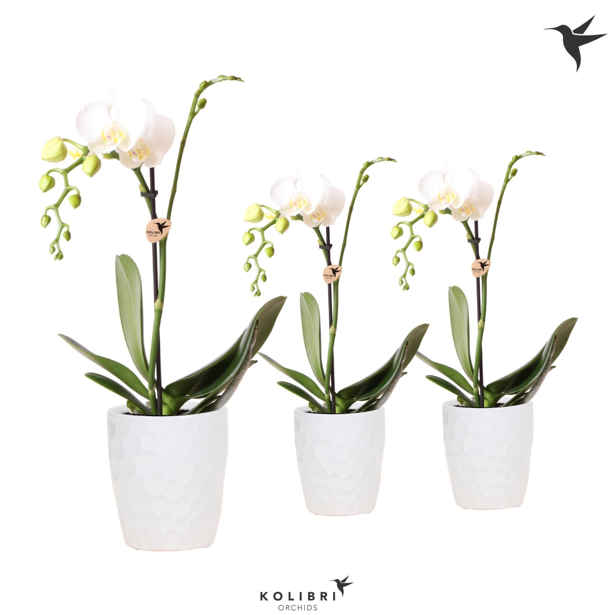 Kolibri Orchids Phalaenopsis White 1 spike in Honey pot white, D 9