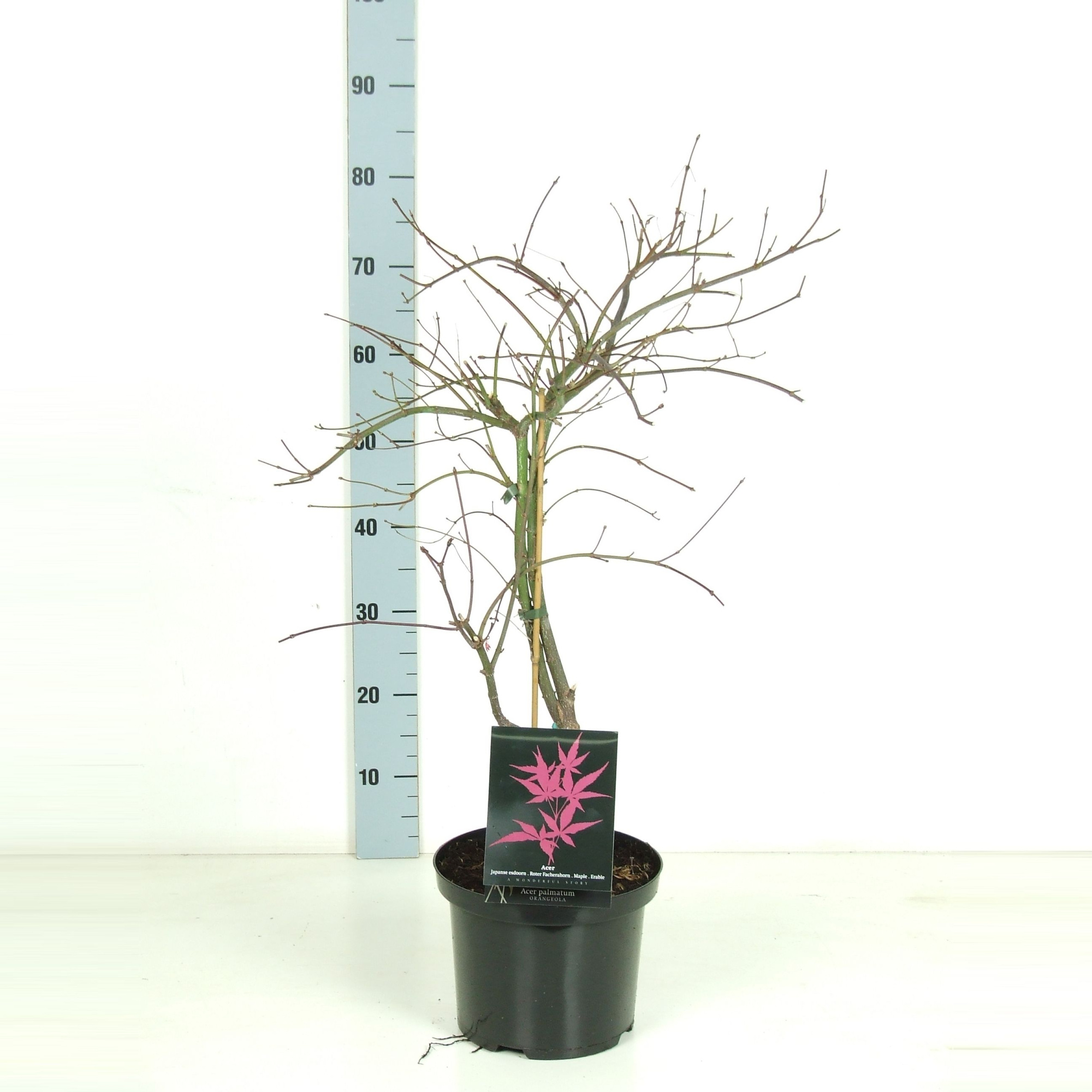 Acer palmatum 'Orangeola' P23 Full CC, D 23
