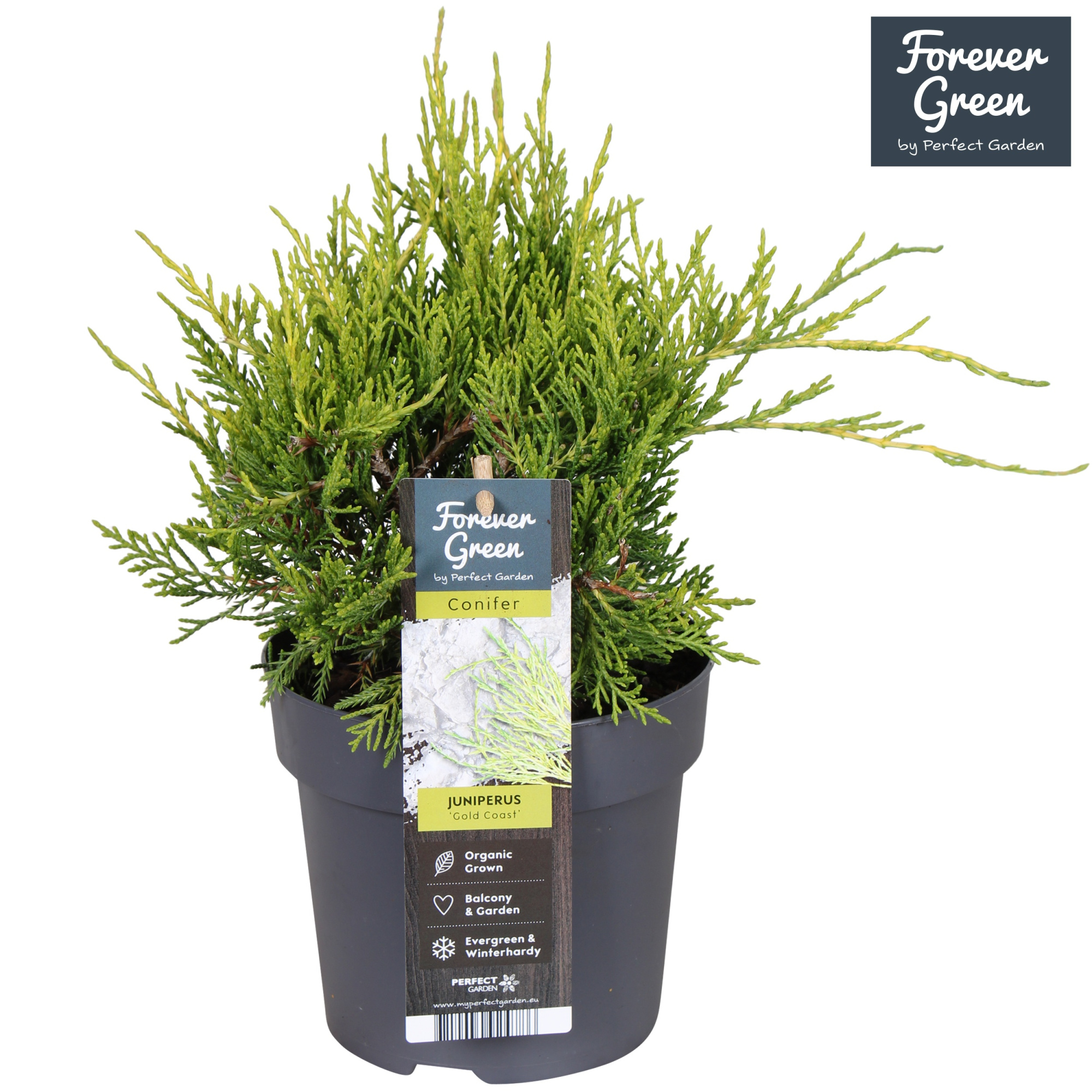 Juniperus pfitzeriana 'Gold Coast' P14, D 14
