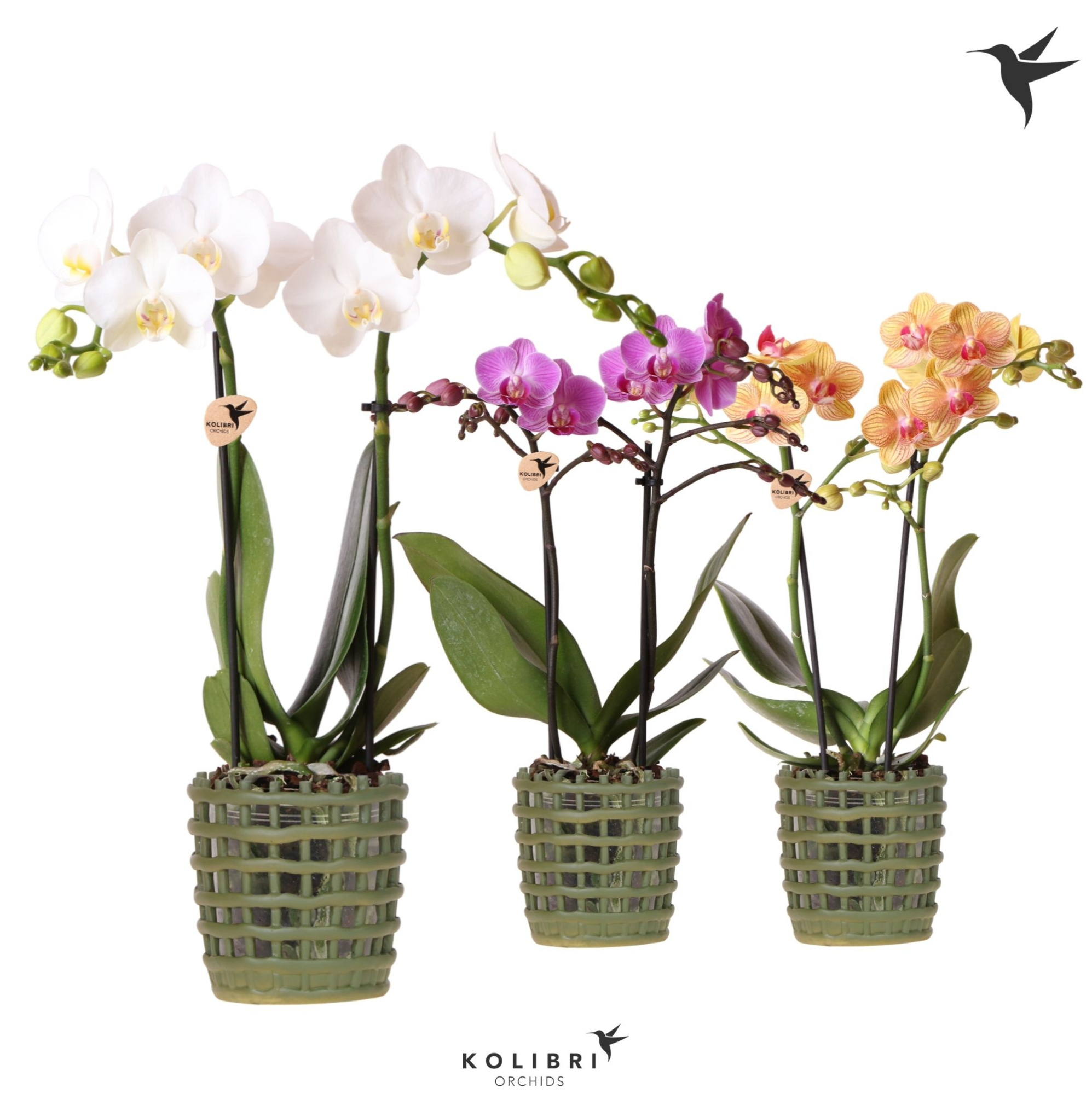 Kolibri Orchids Phalaenopsis mix 2 spike in Mesh pot green, D 9