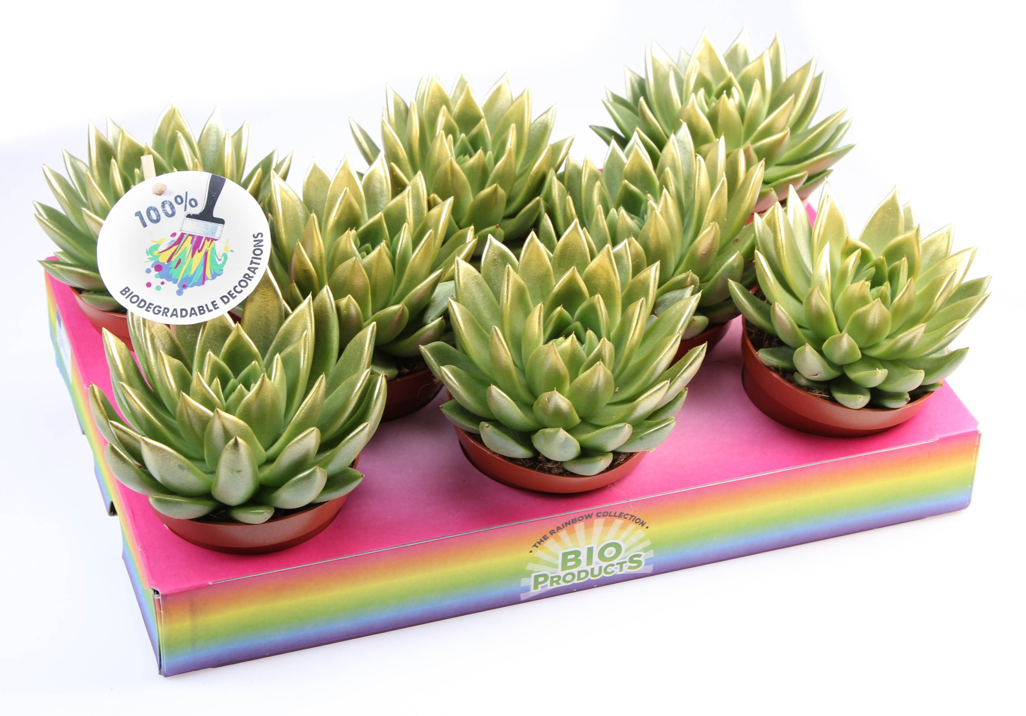 Miranda gold tips, D 10,5