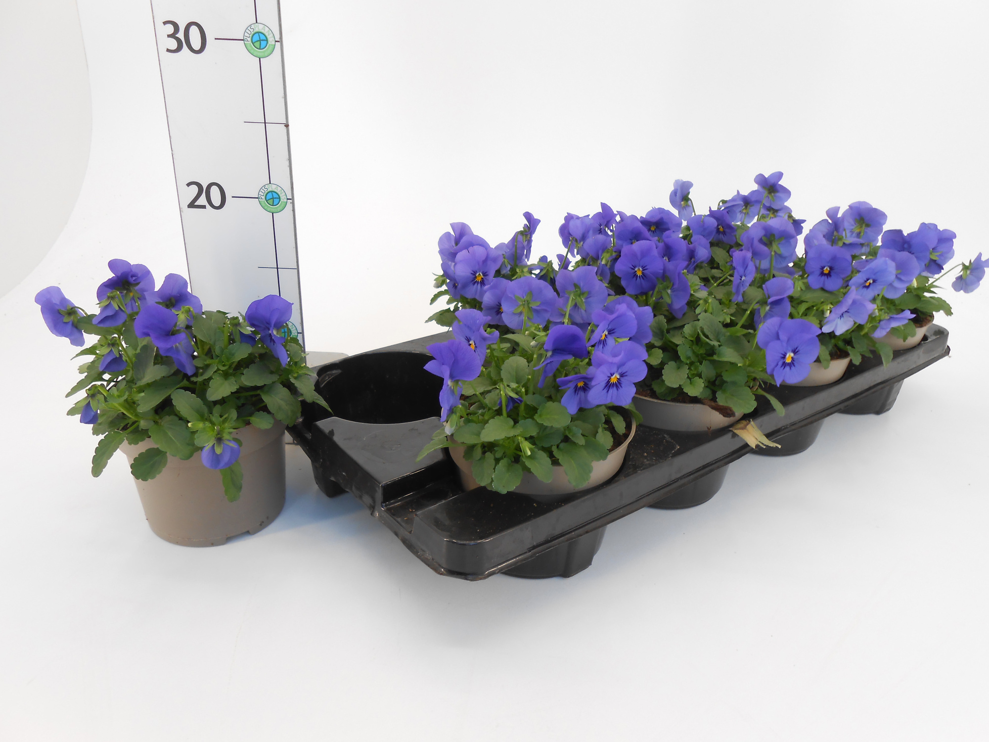 Viola cornuta blue, D 13