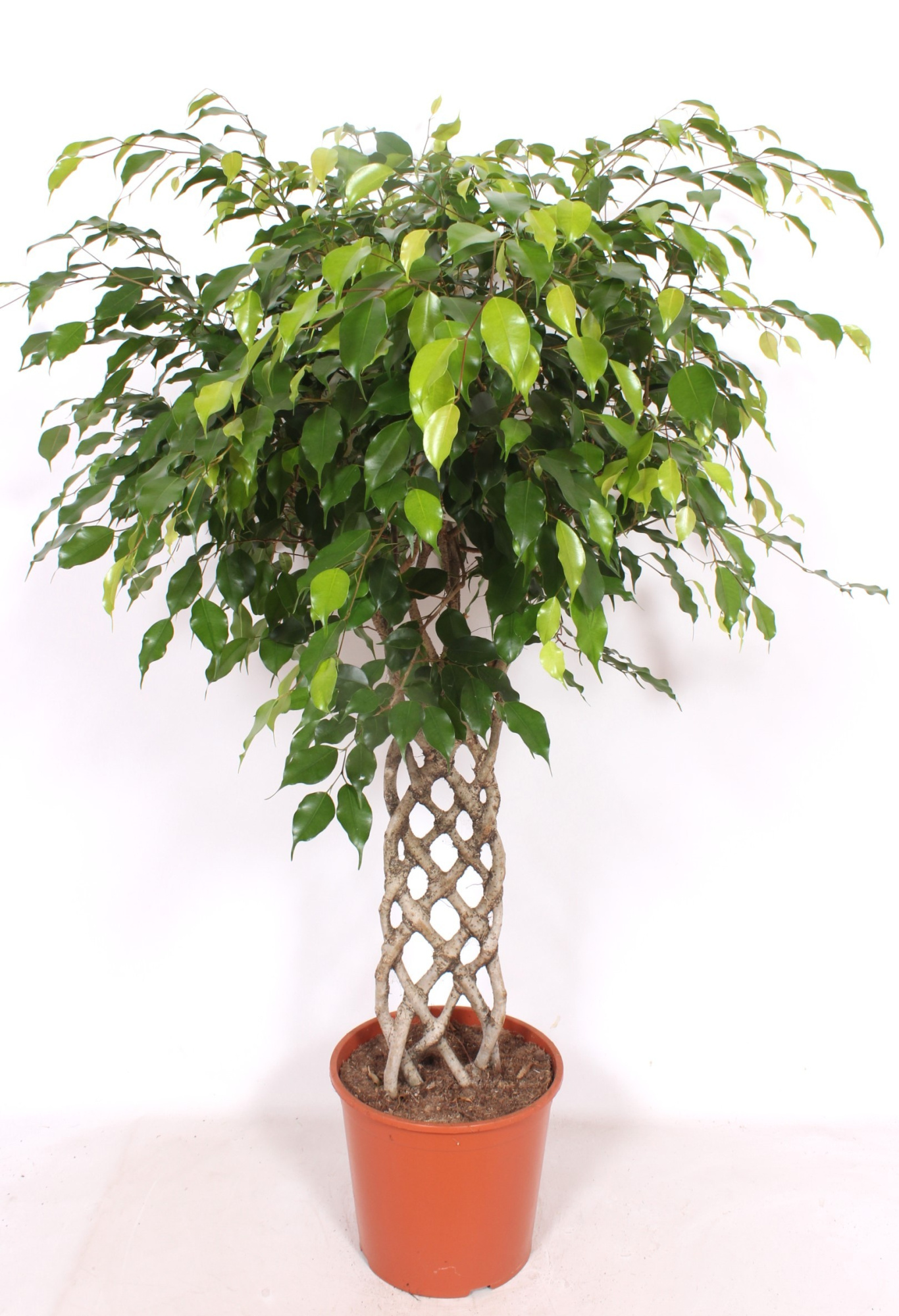 Ficus Exotica, D 30