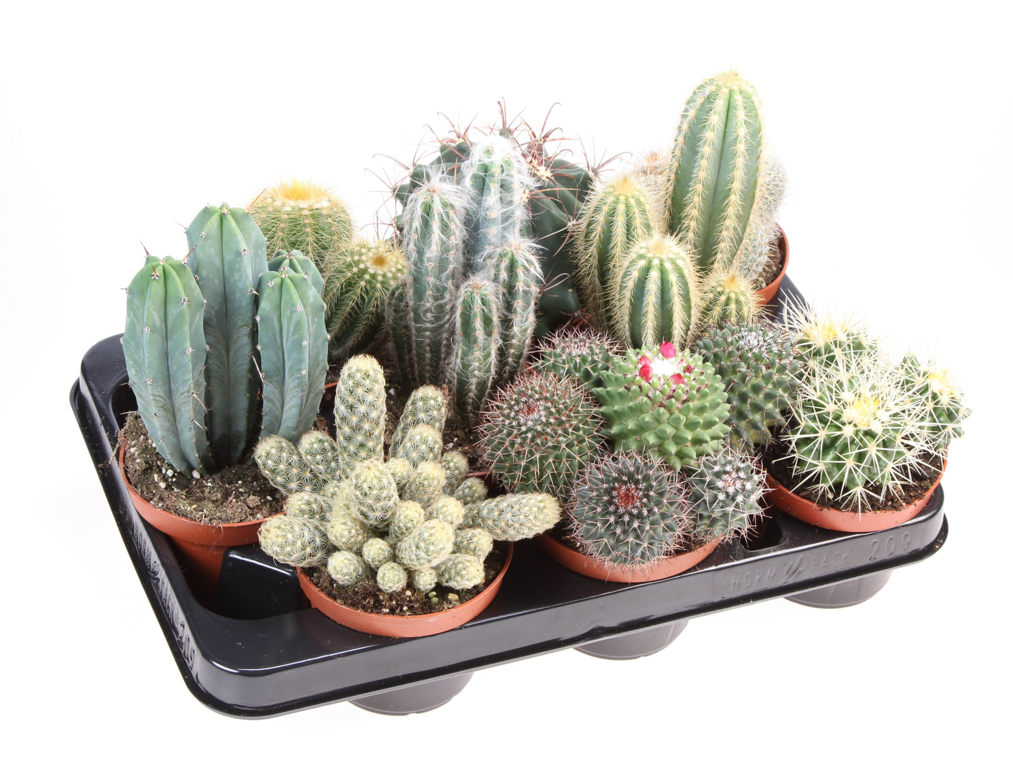 Cactus mix, D 10,5