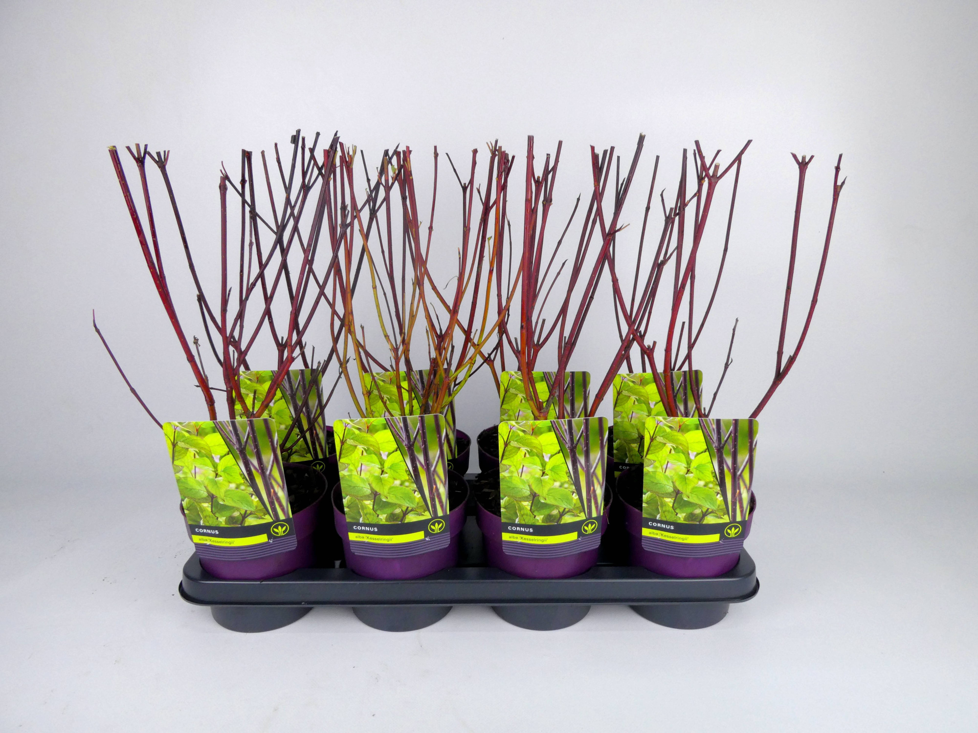 Cornus 'Kesselringii' Kleurpot, D 14