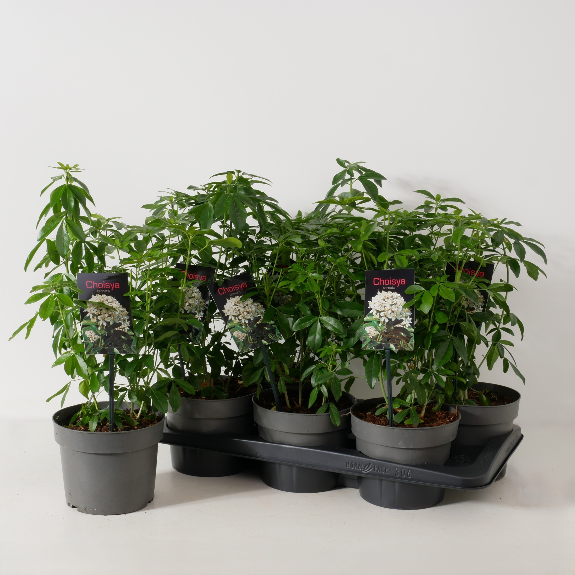 Choisya ternata P17, D 17