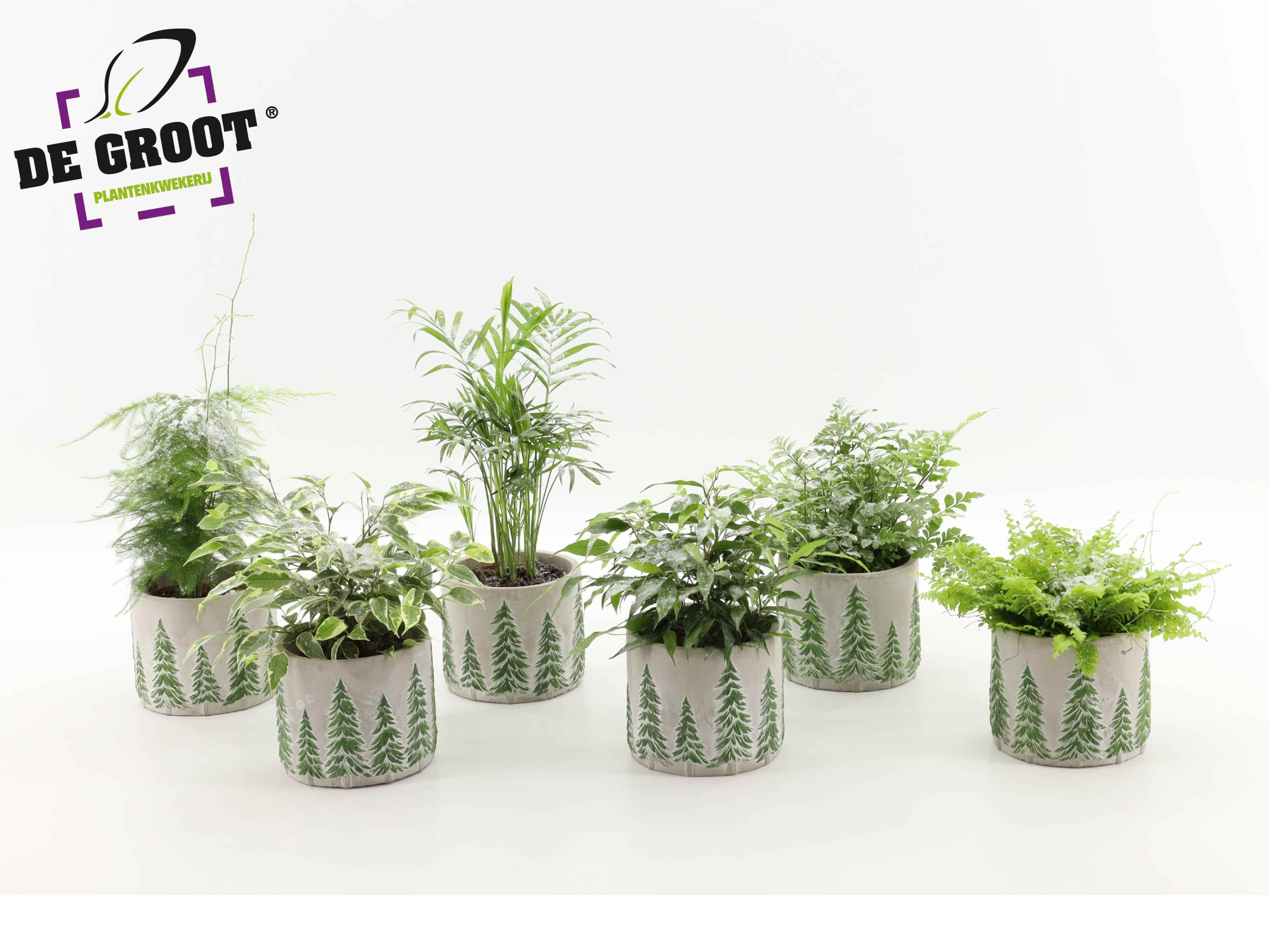 Groenmix besneeuw in kerst betonpot, D 12