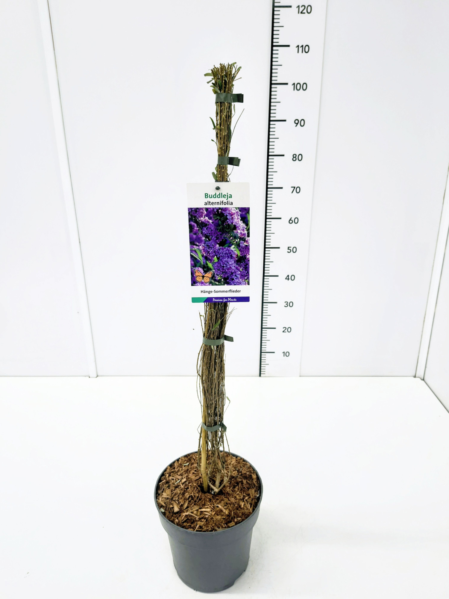 Buddleja alternifolia 80-100C5, D 23