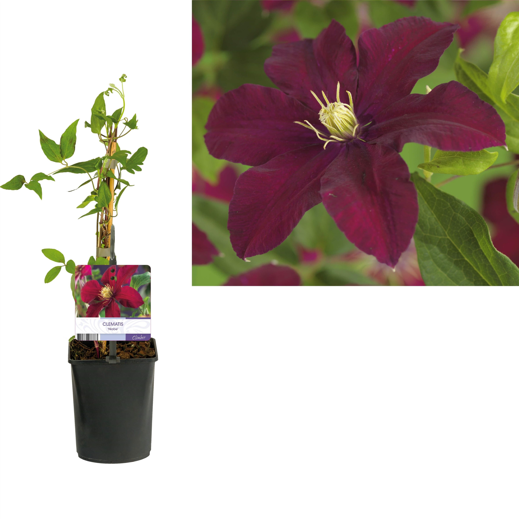 Clematis 'Niobe' +light label, D 11