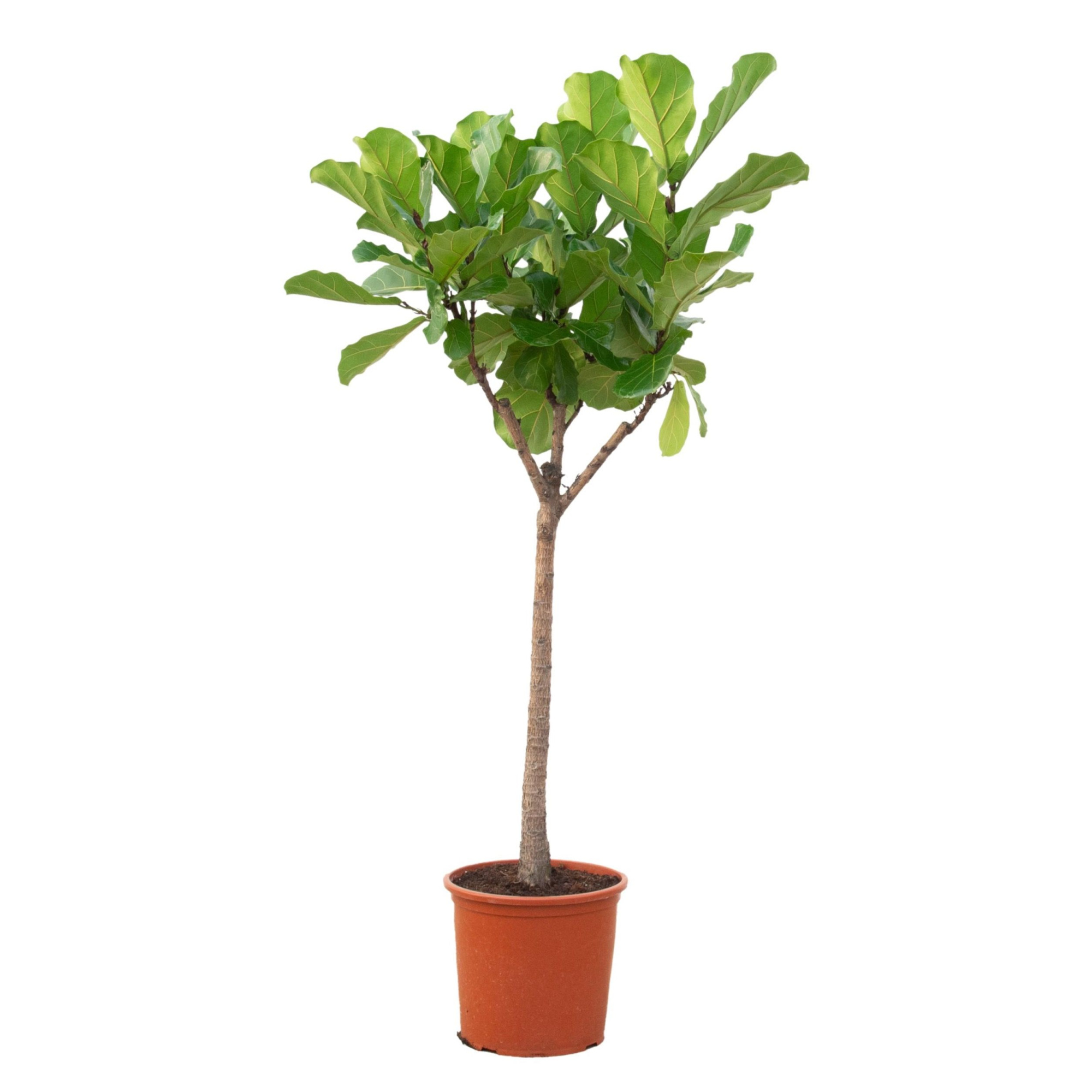 Ficus Lyrata - 190cm, D 30