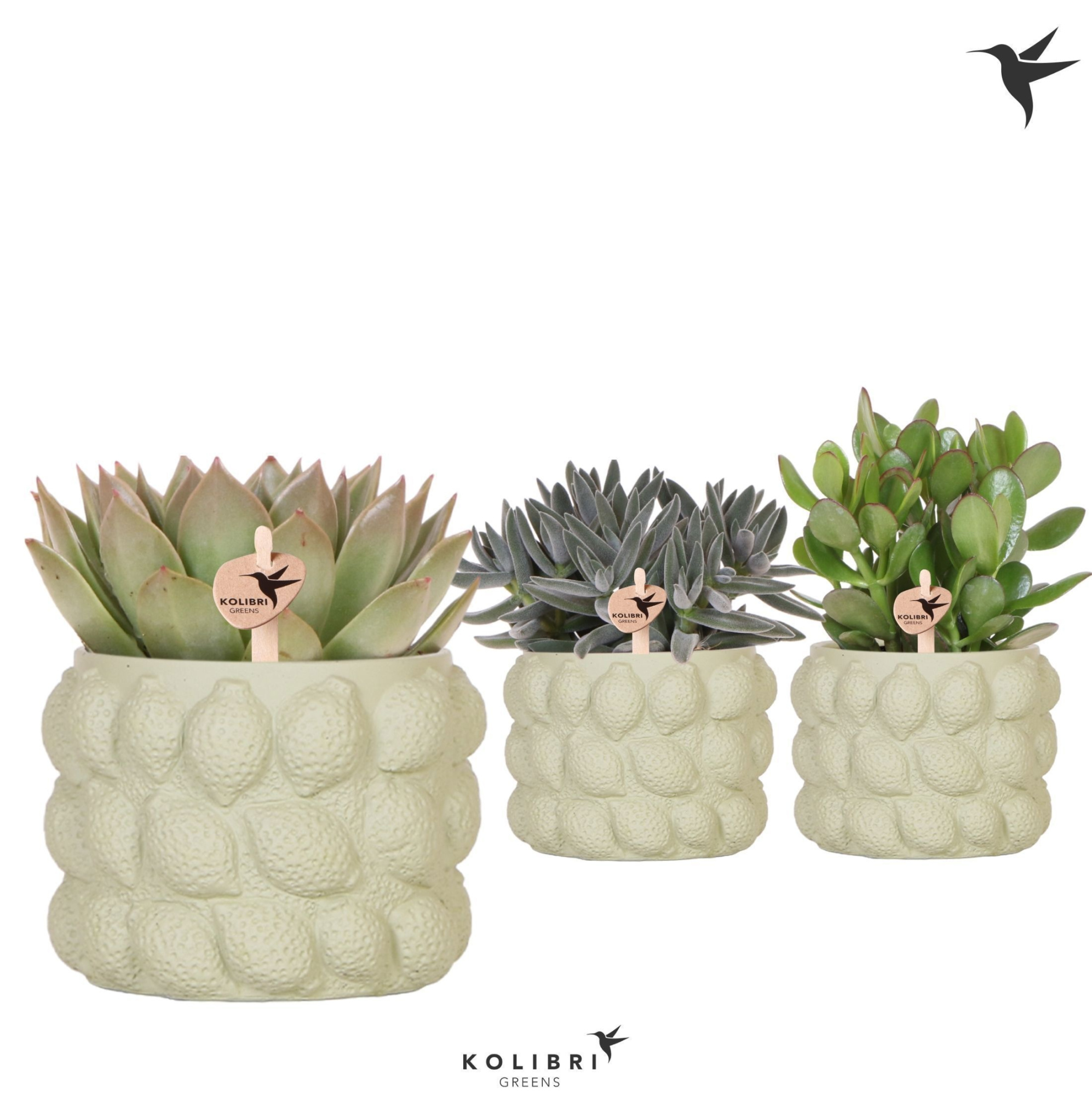 Kolibri Greens Succulenten mix in Citrus pot green, D 12