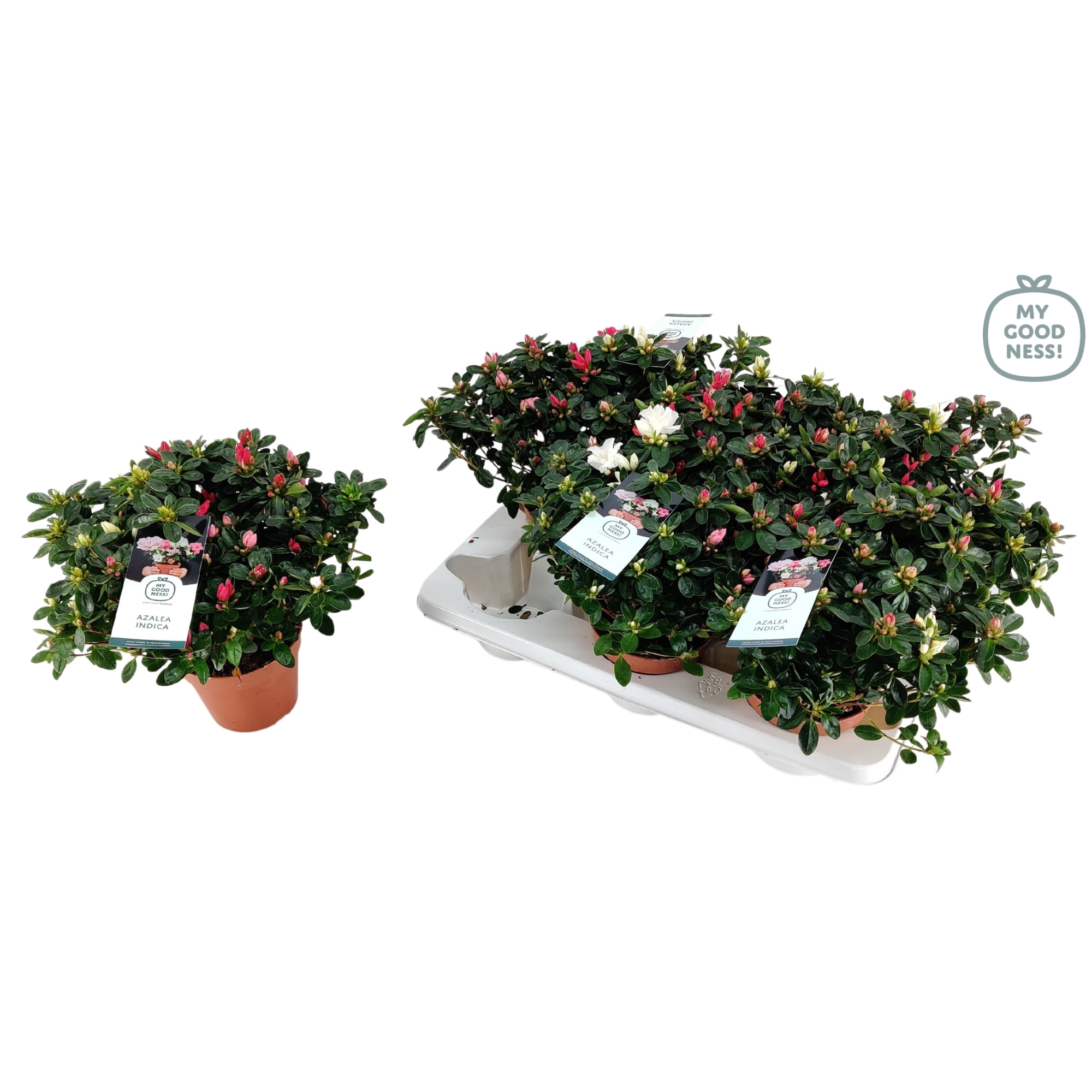 Azalea P14 'Kleurtonend Carnaval' V, D 14