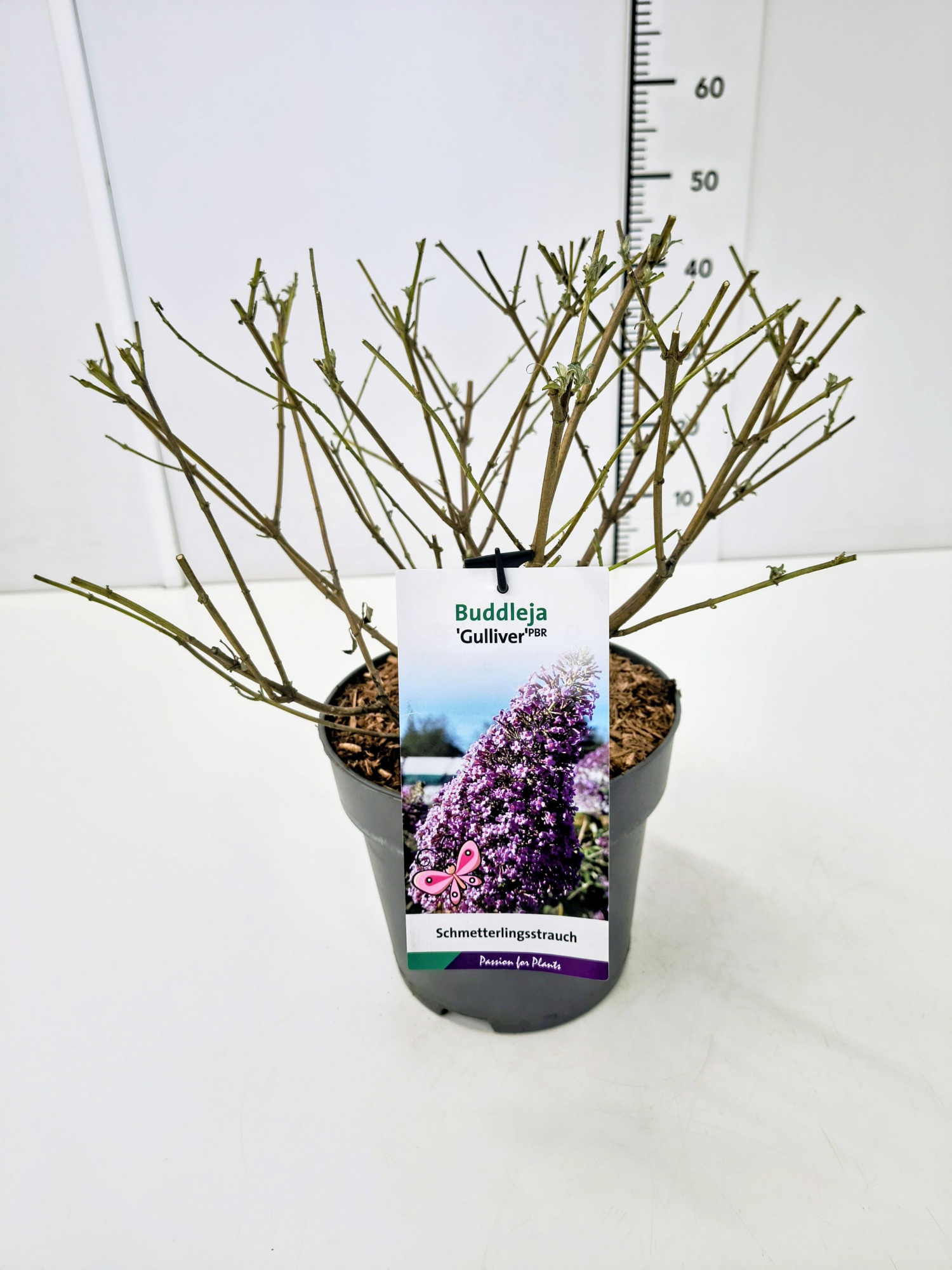 Buddleja dav. 'Gulliver' C5, D 23