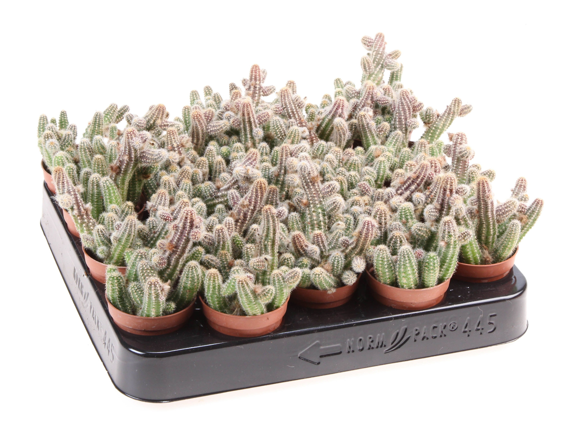 Chamaecereus silvestrii, D 5,5