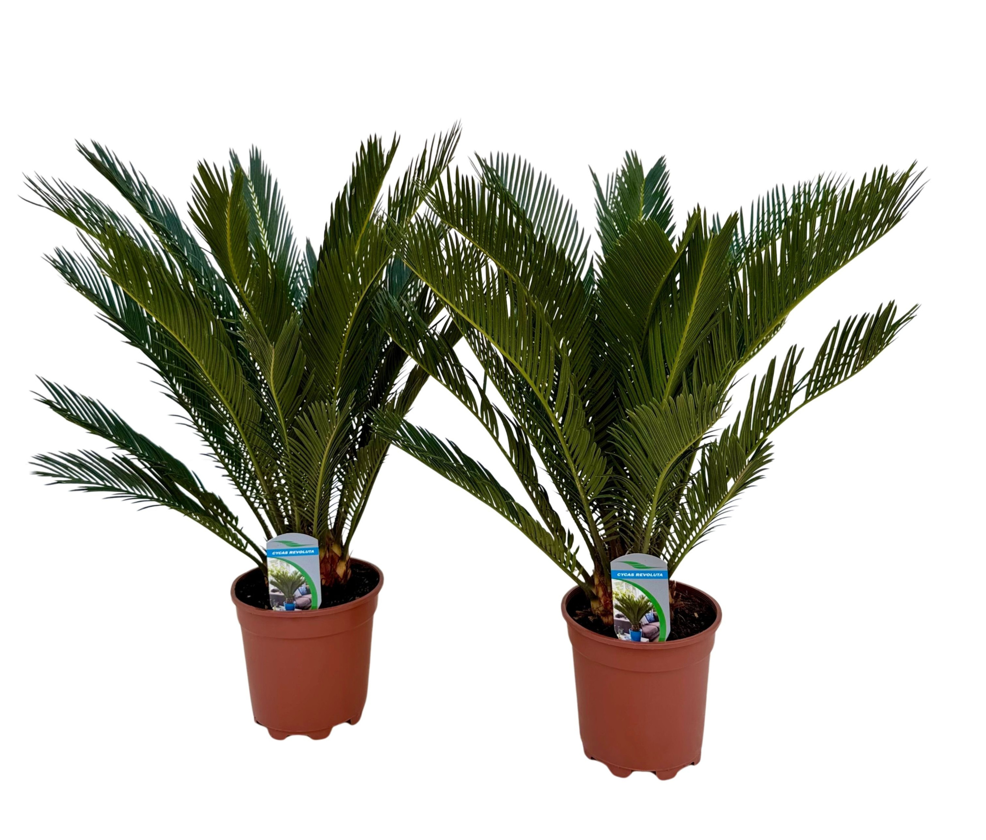 Cycas revoluta P17, D 17