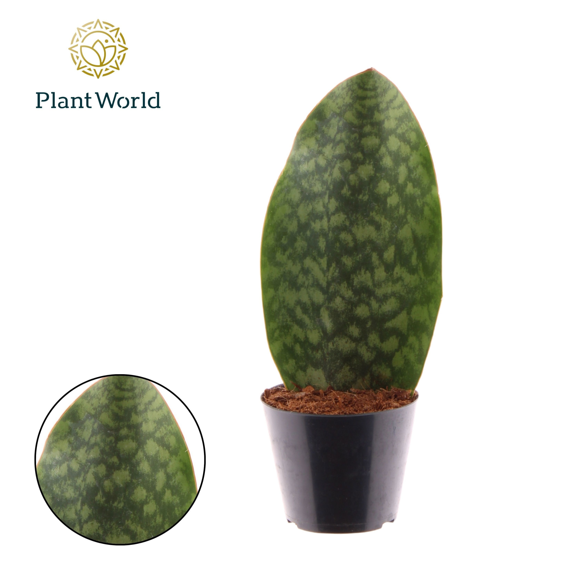 Sansevieria ‘Masoniana’ Whale Fin P10.5, D 10,5