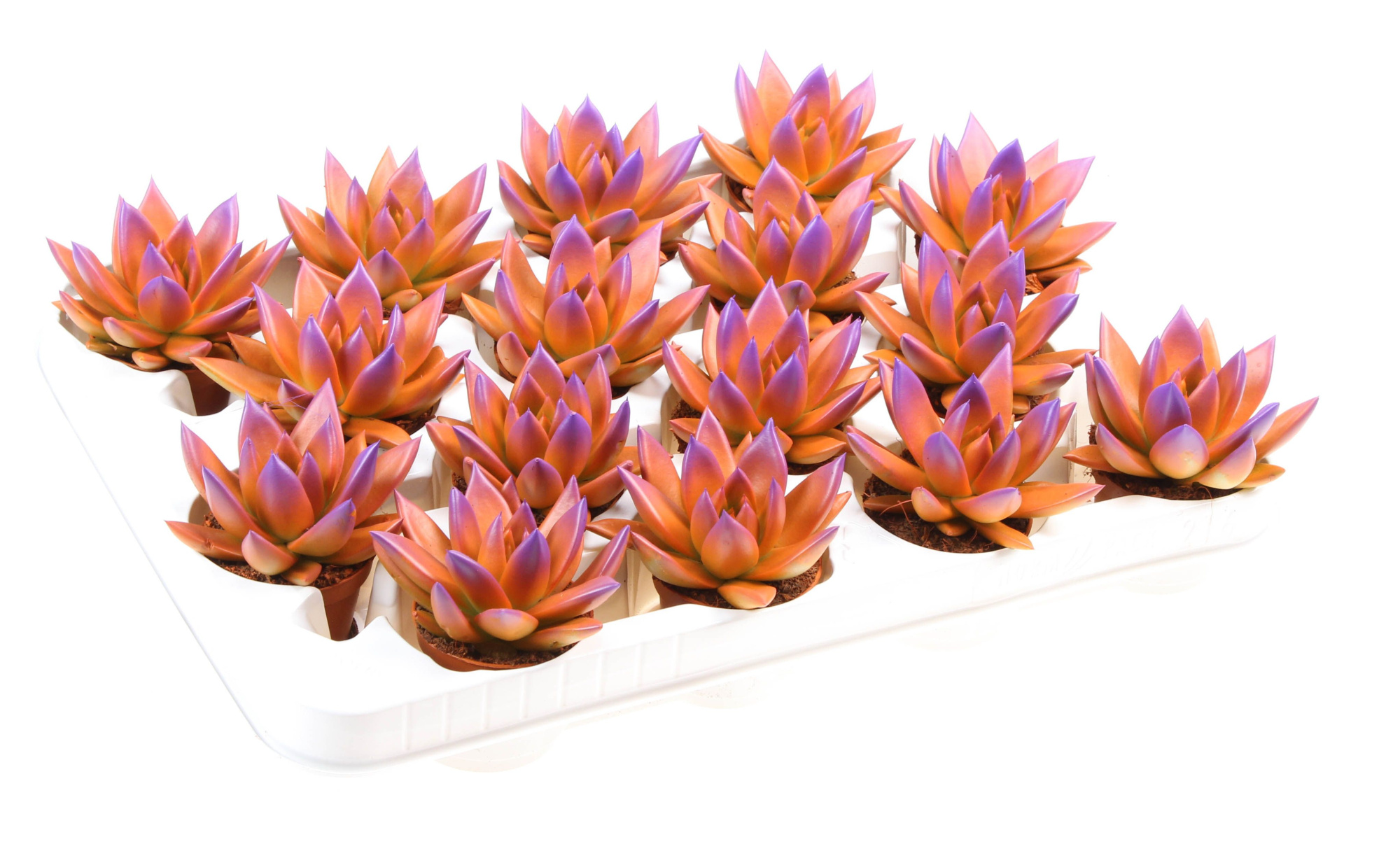 Rainbow bicolor orange + purple point, D 6