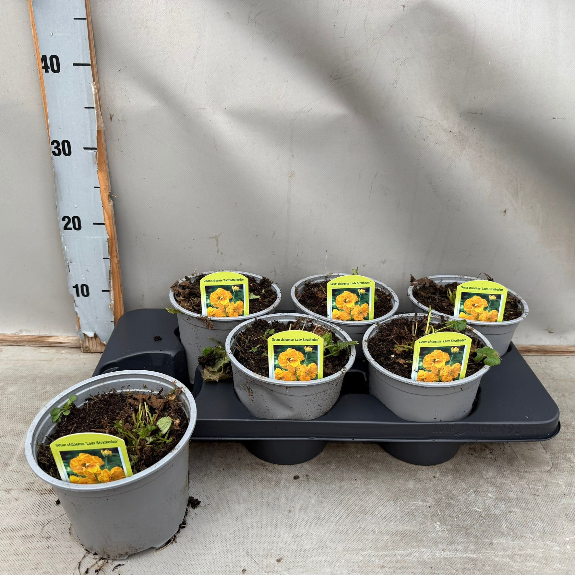 Geum Chiloense Lady Stratheden, D 15
