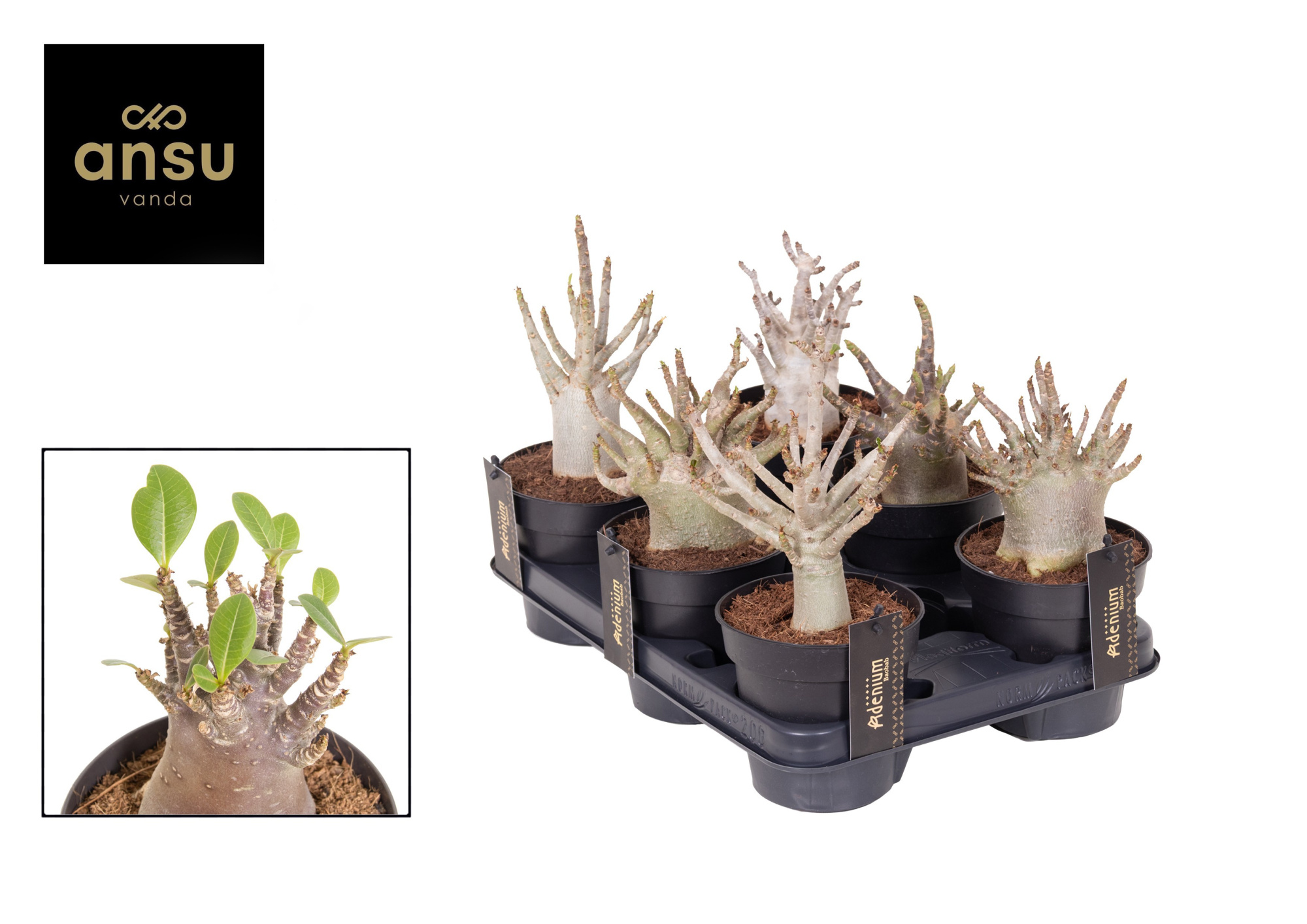 Adenium "Ansu" Baobab, D 12