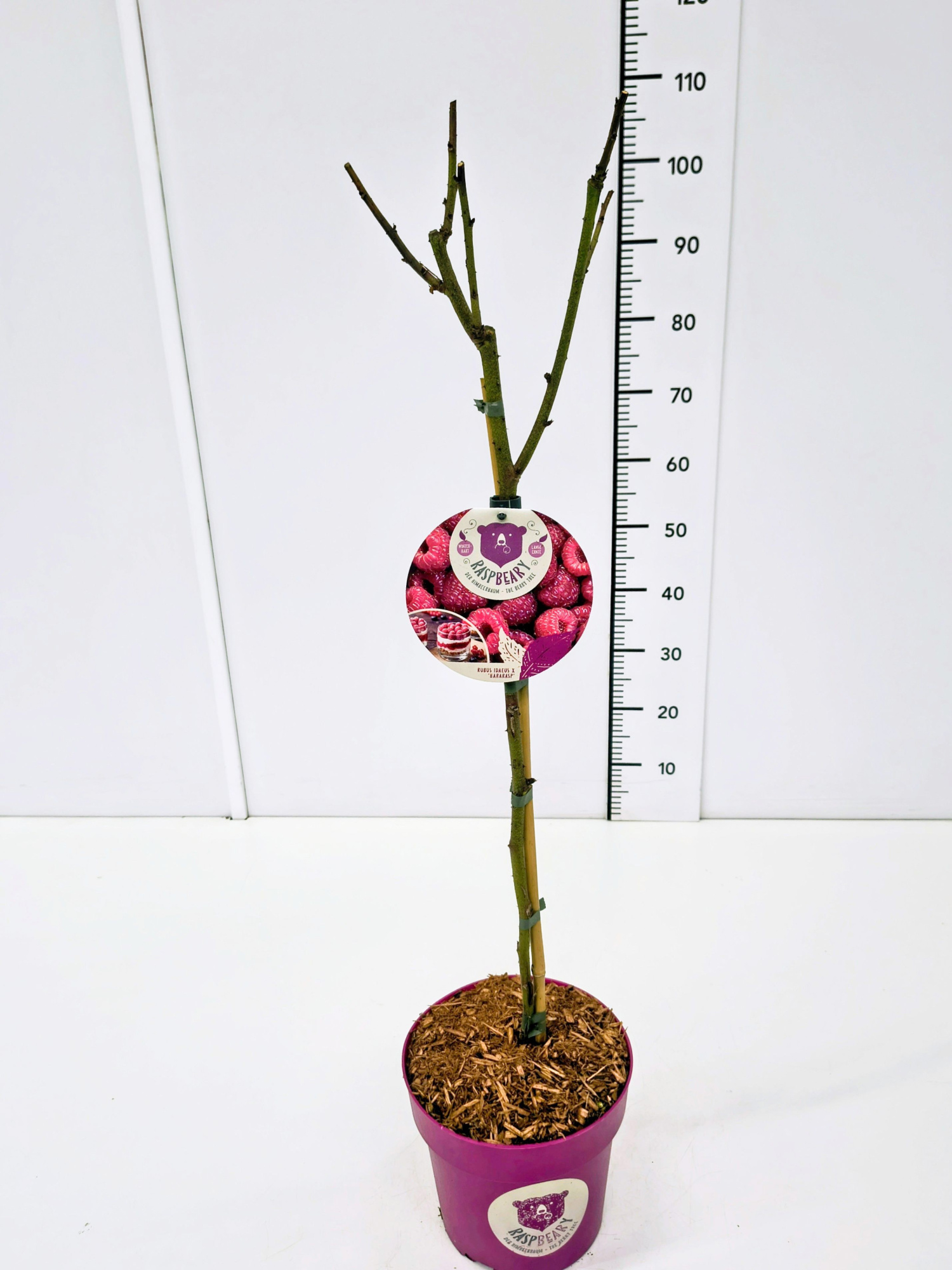 Rubus idaeus 'Raspbeary'™ 50CMSTC4.6, D 22