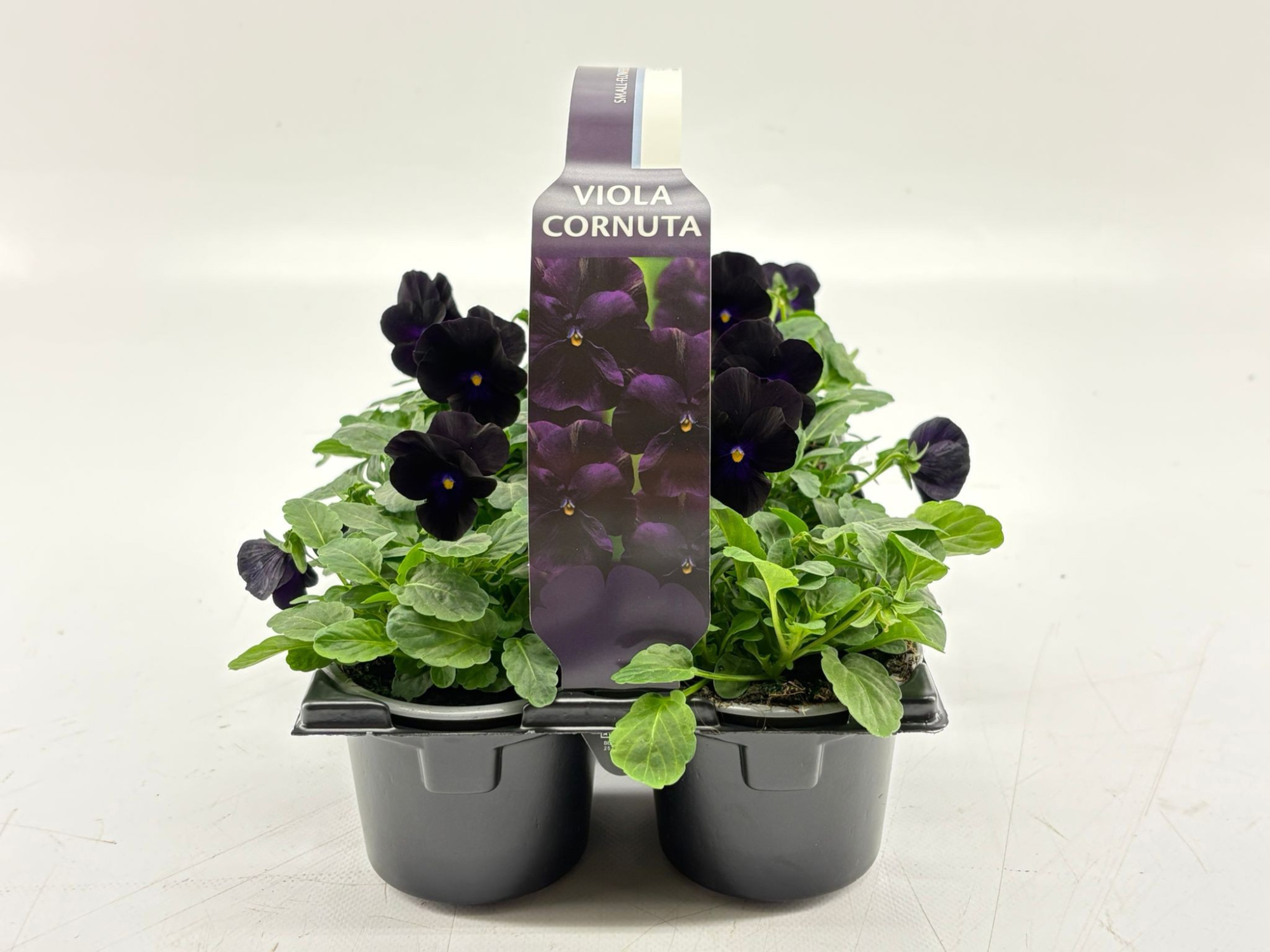 Sixpack Viola Cornuta Black, D 9