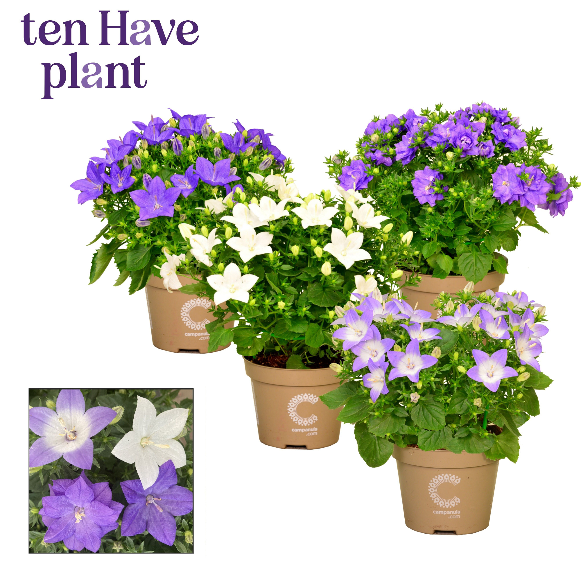 Campanula Isophylla Mix, D 11