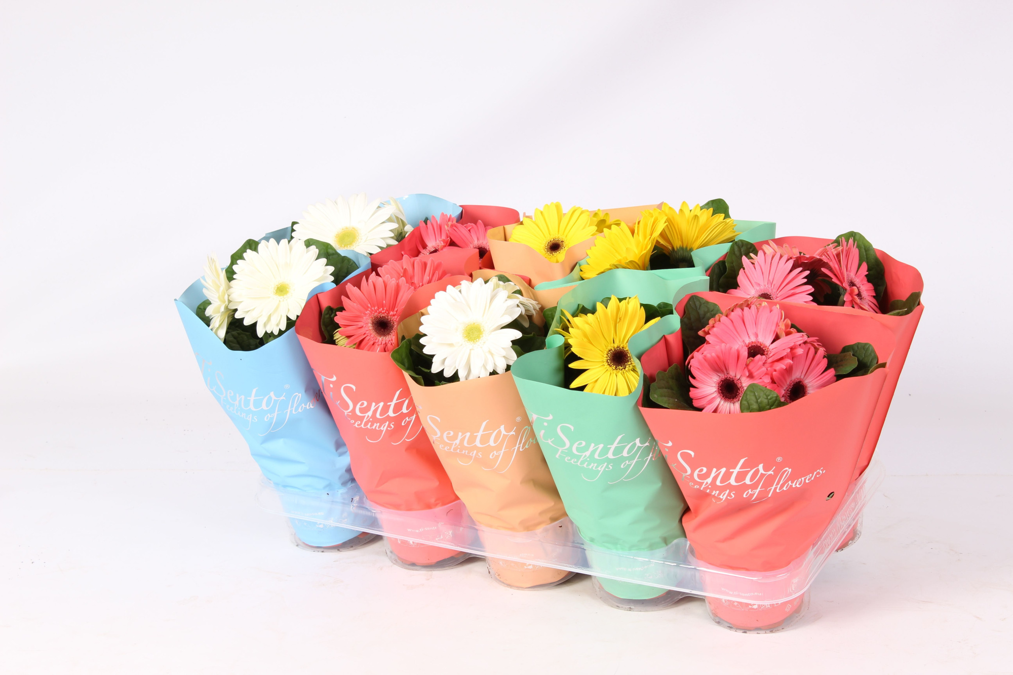 Tisento gerbera mix 12cm, D 12