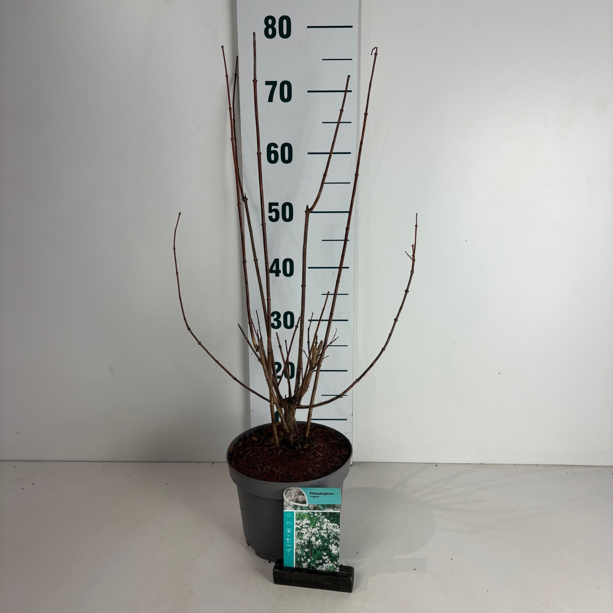 Philadelphus Virginal, D 20