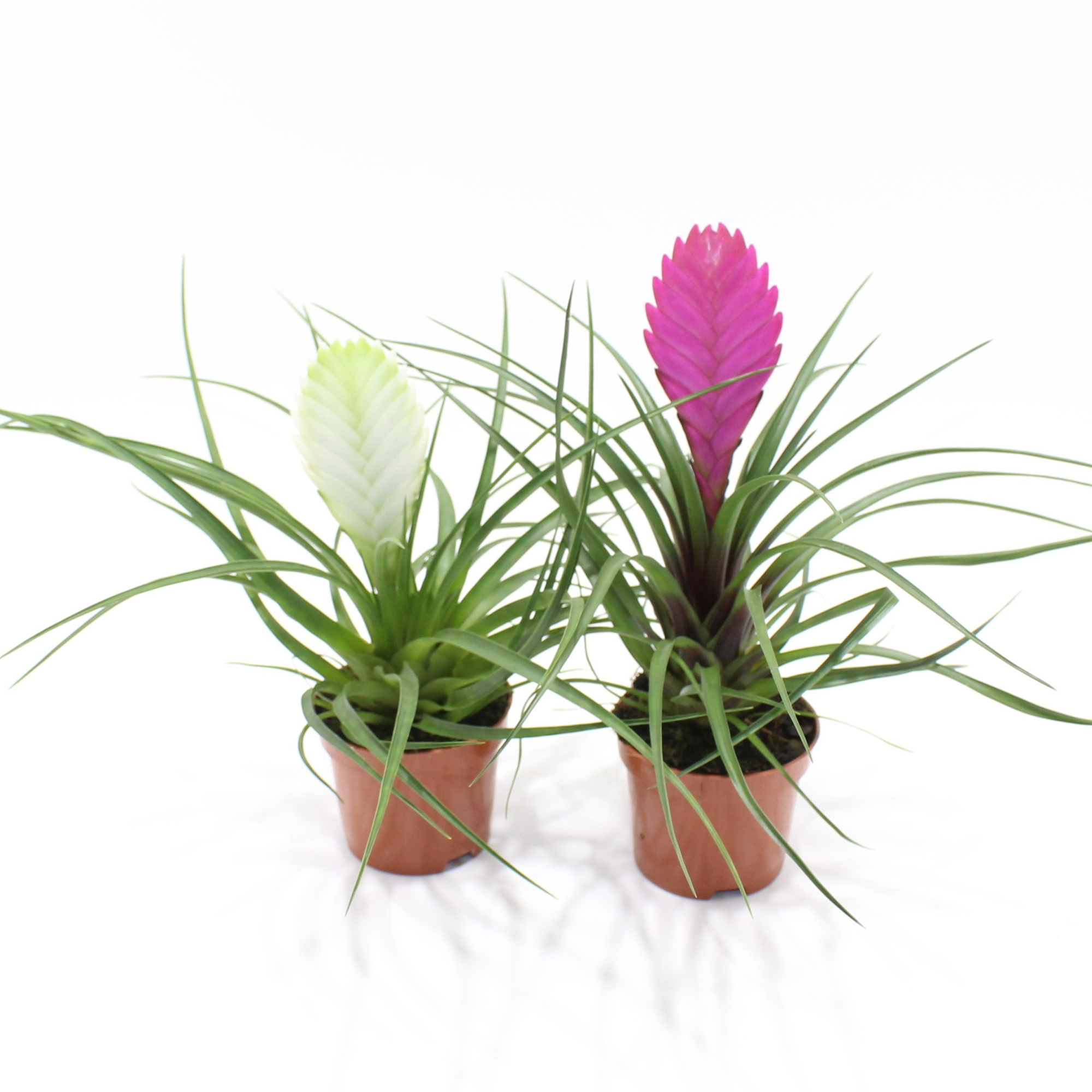 Tillandsia Gemengd (Met Hoes), D 9