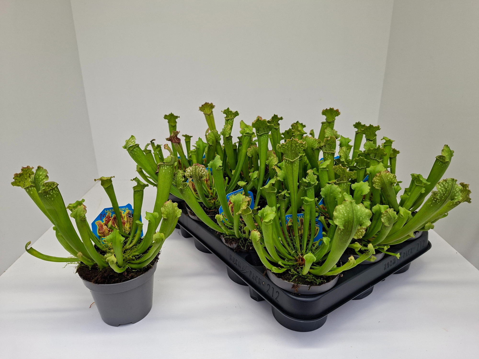 Sarracenia Farnhamii, D 9