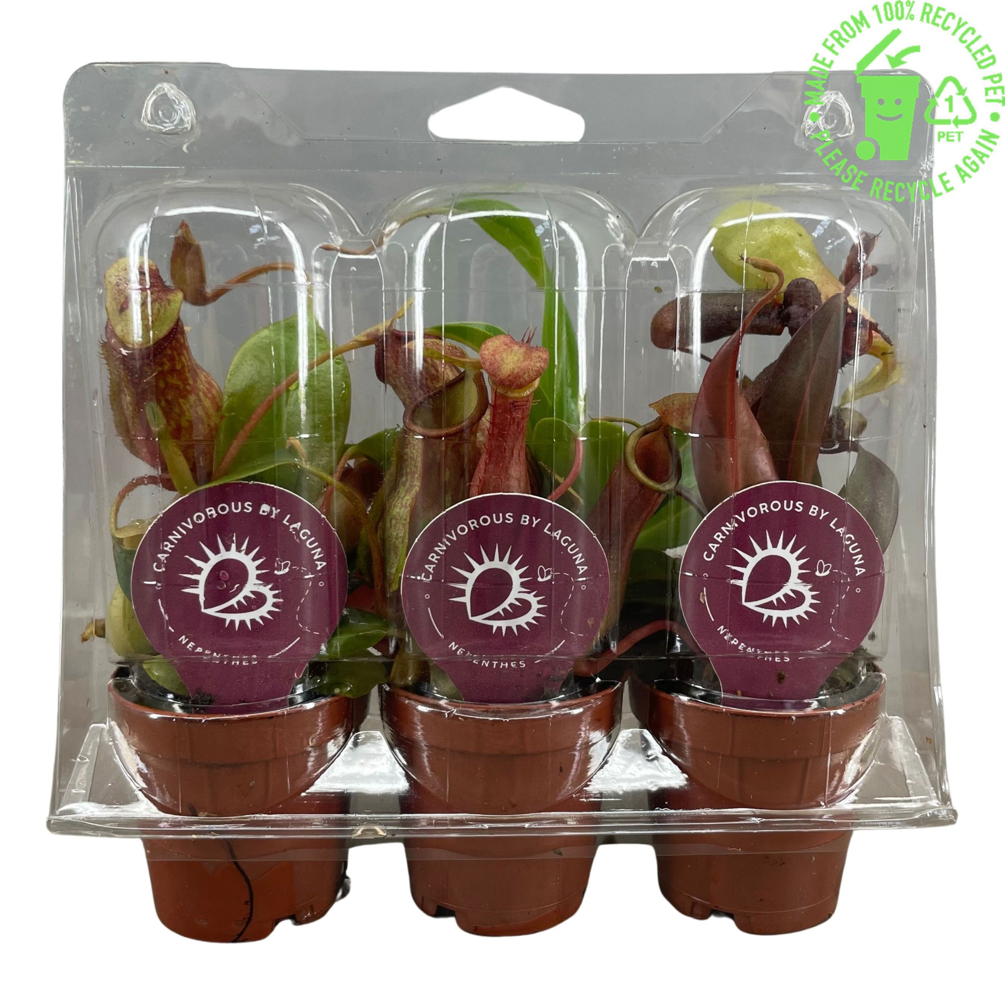 Nepenthes mix 5,5 cm, 3 stuks in transparante blister, D 6