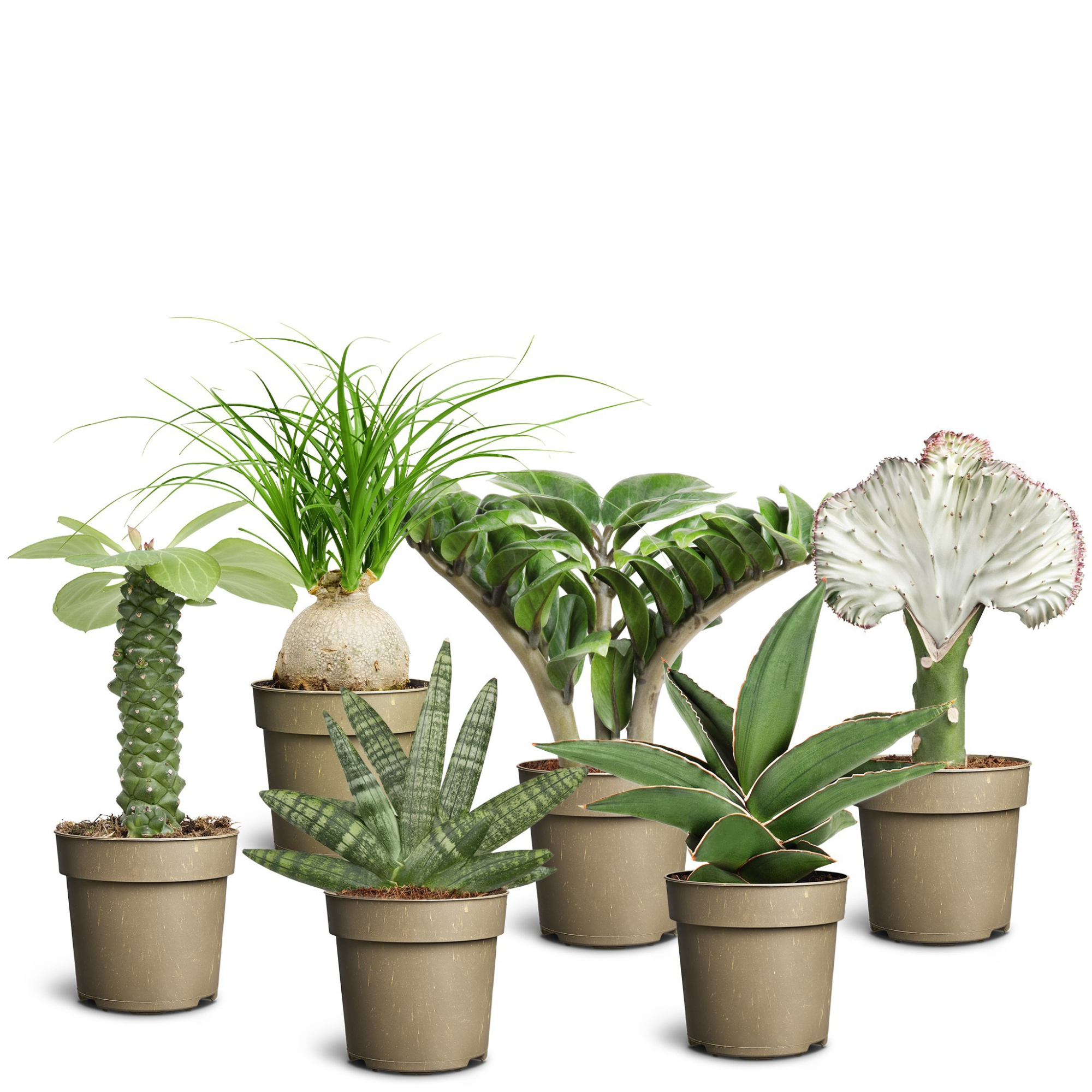 Sculpture Collection, D 11