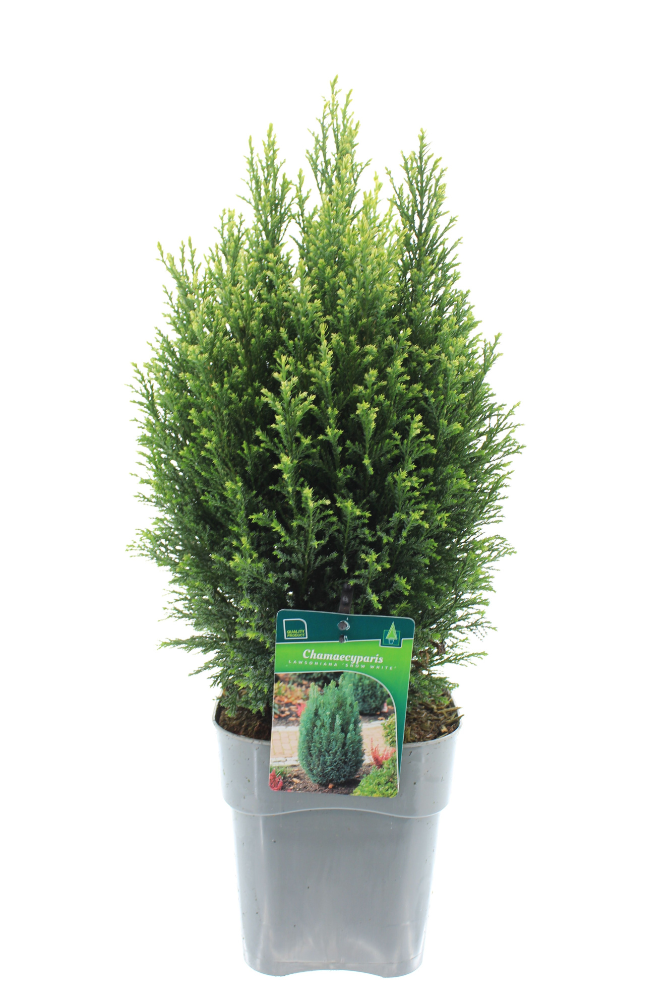 Chamaecyparis law. 'Snow White', D 17
