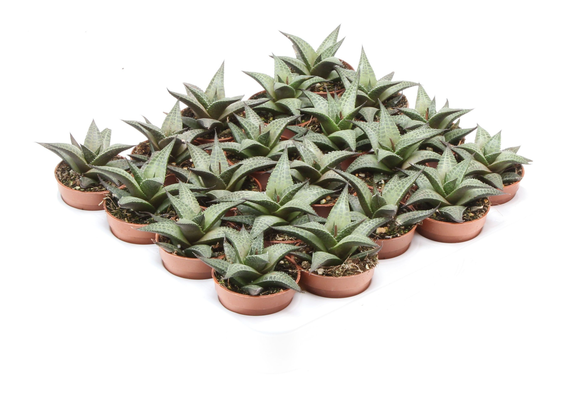 Haworthia tessellata, D 5,5