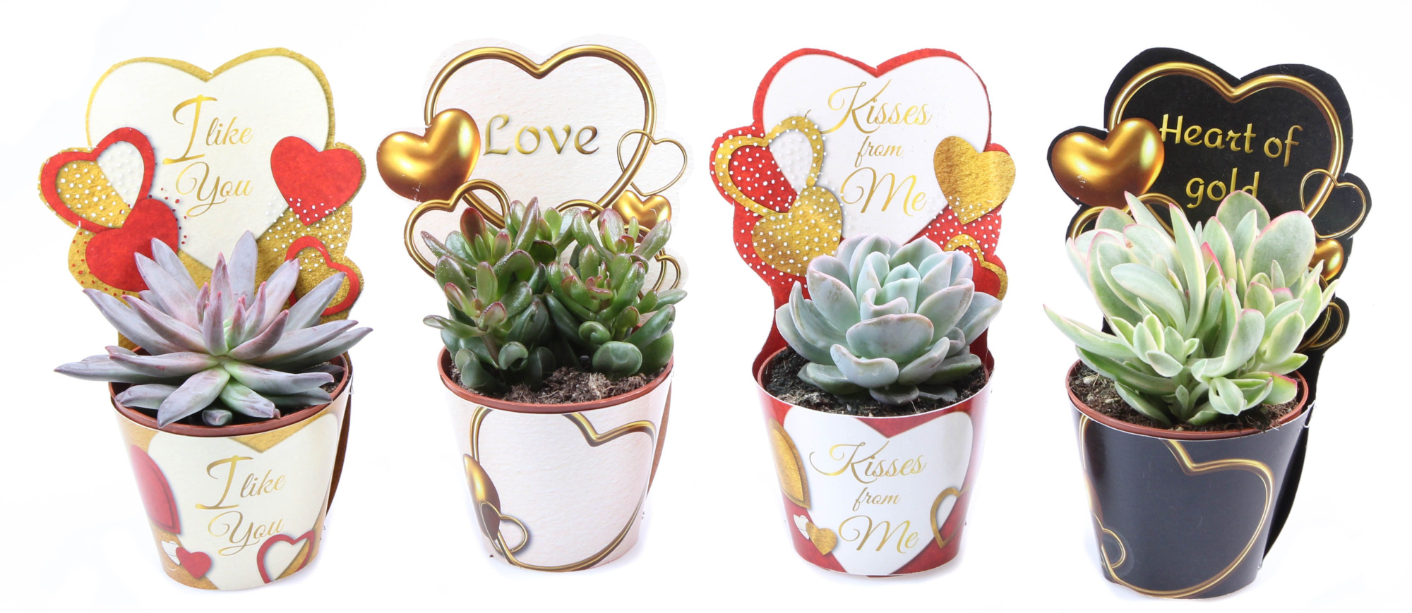Potcover love mix succulent mix, D 8,5