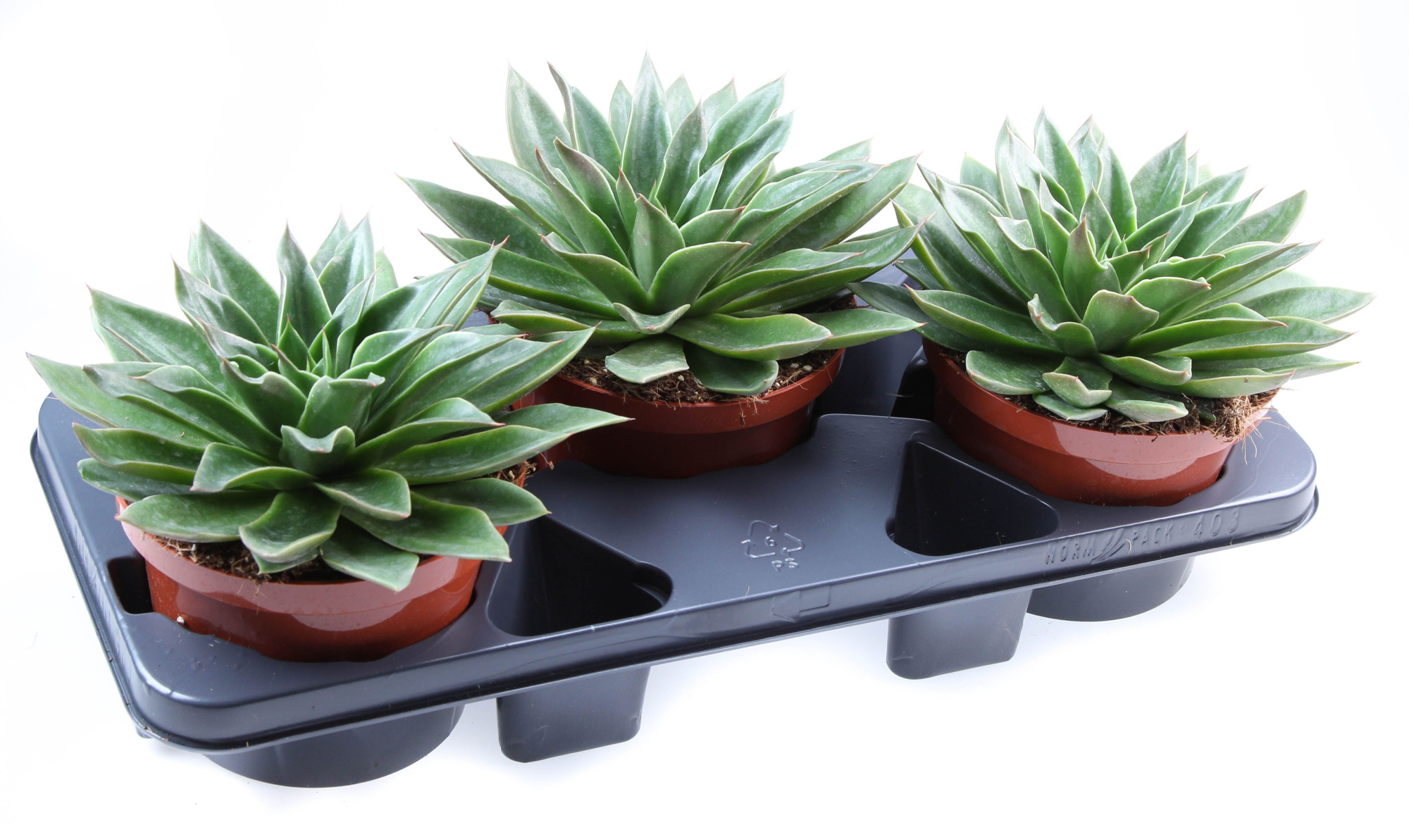 Echeveria mexicana, D 17