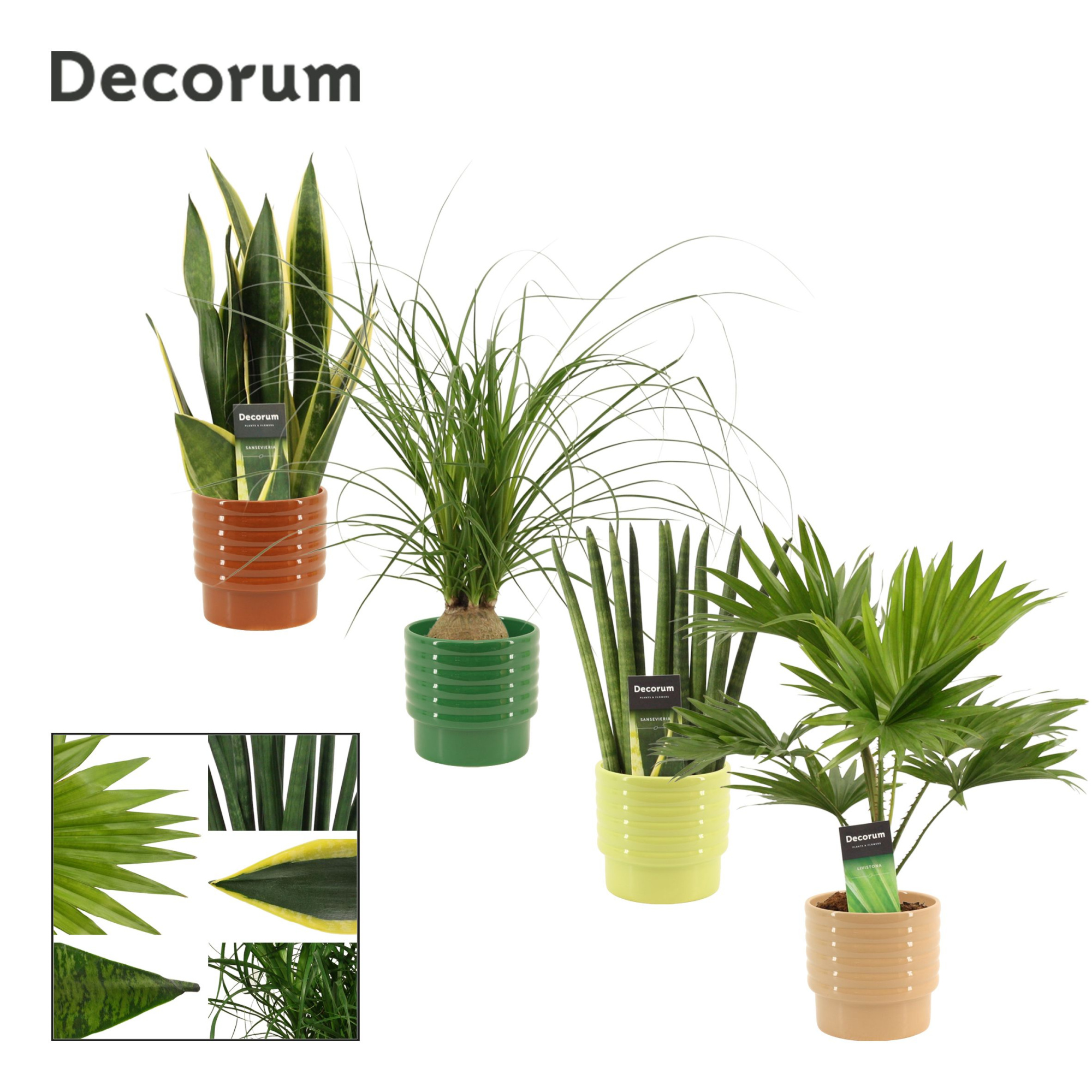 Groenmix 12 cm in Naemi (Natural bubble-collection), D 12