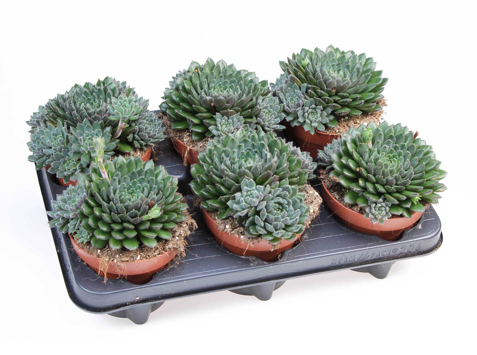 Echeveria Scorpio, D 12