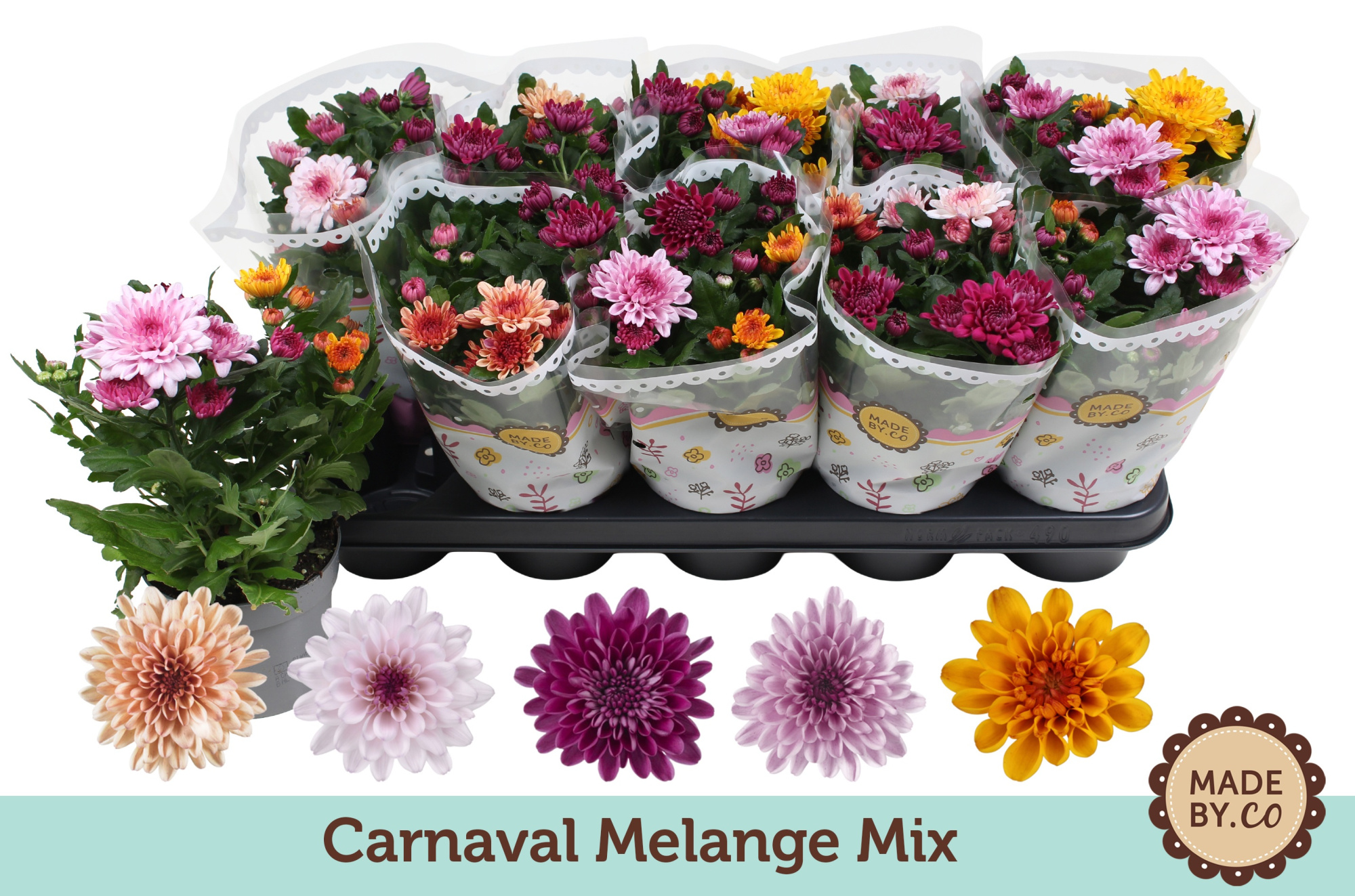 Chrysant Carnaval Melange Mix, D 12