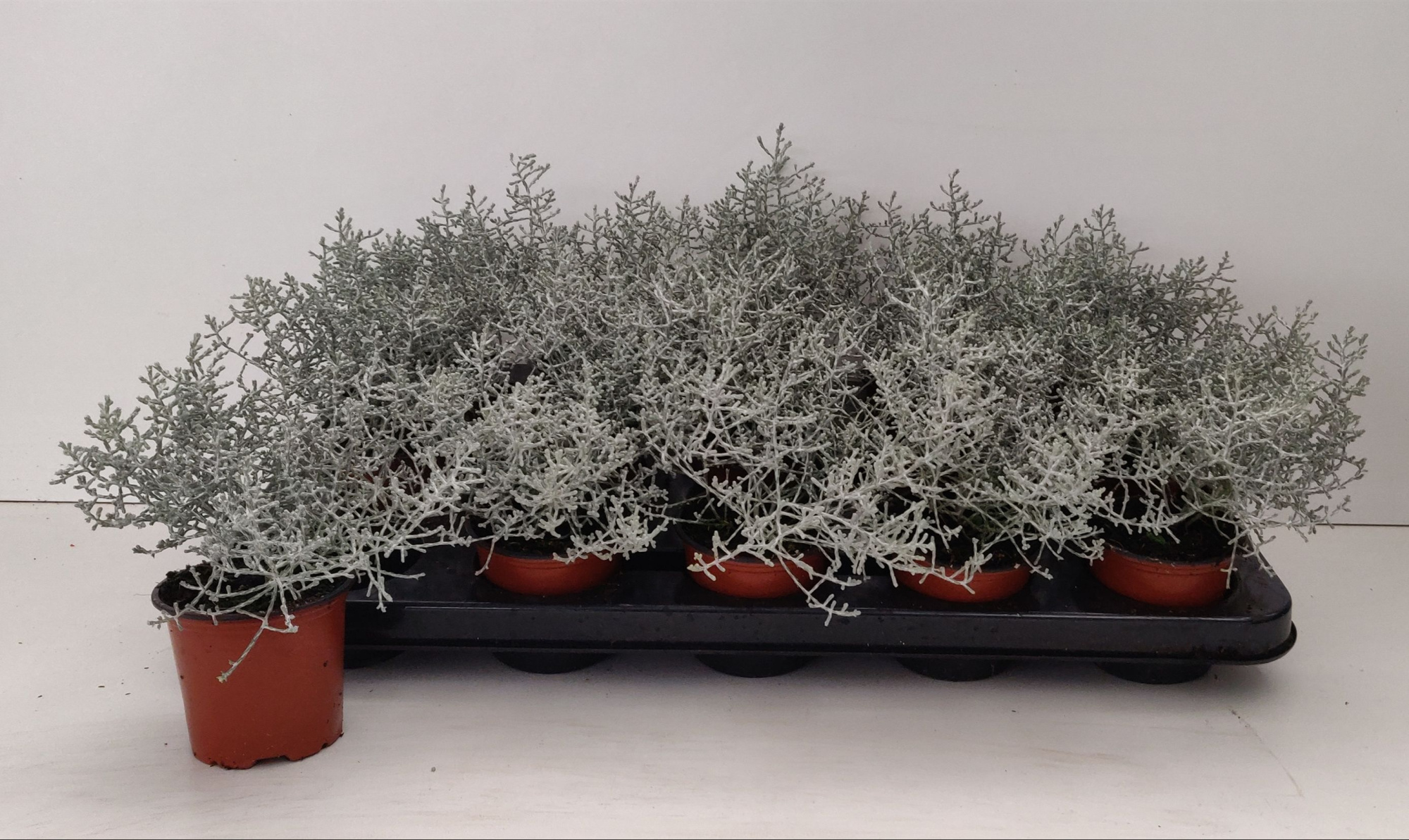 TDM P9 : Calocephalus Brownii P9, D 9