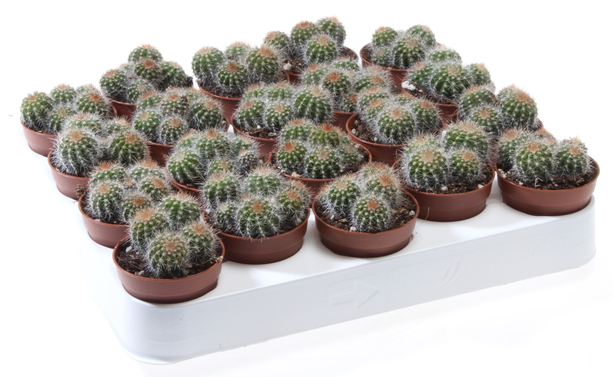 Eriocactus warassi, D 5,5