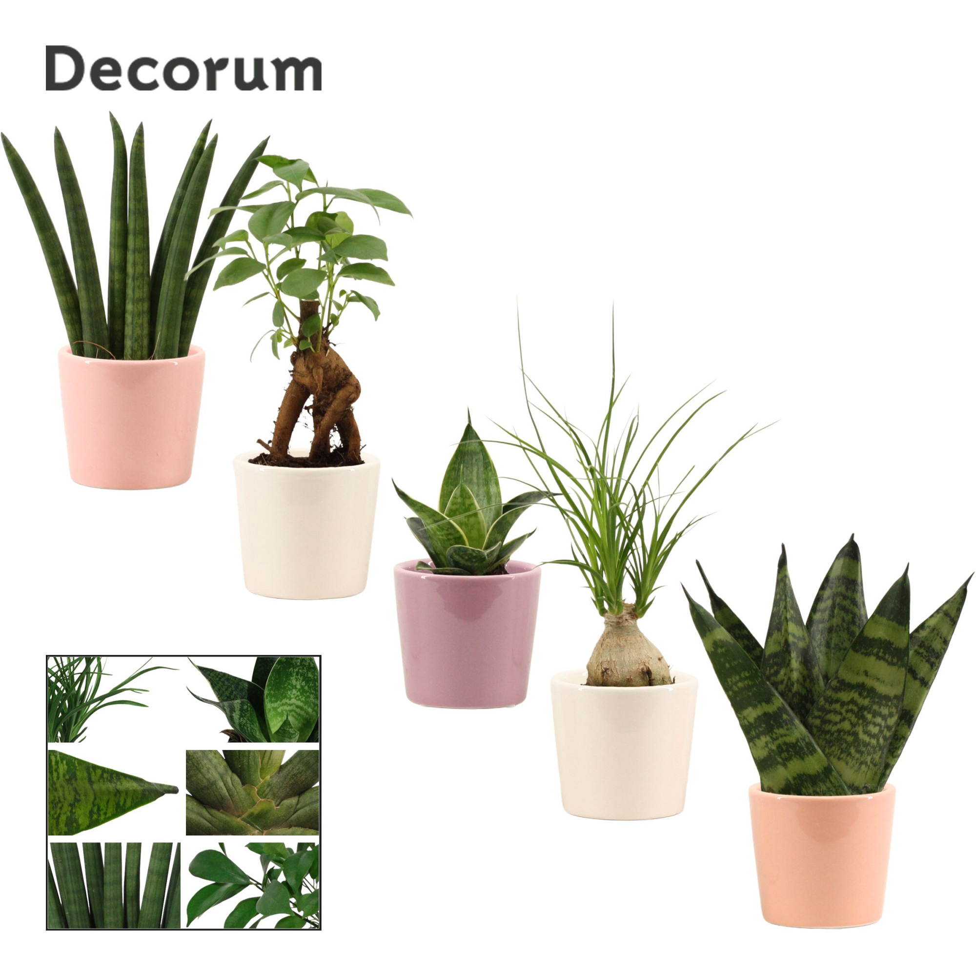 Groenmix mini in Maui (Party love-collection), D 6