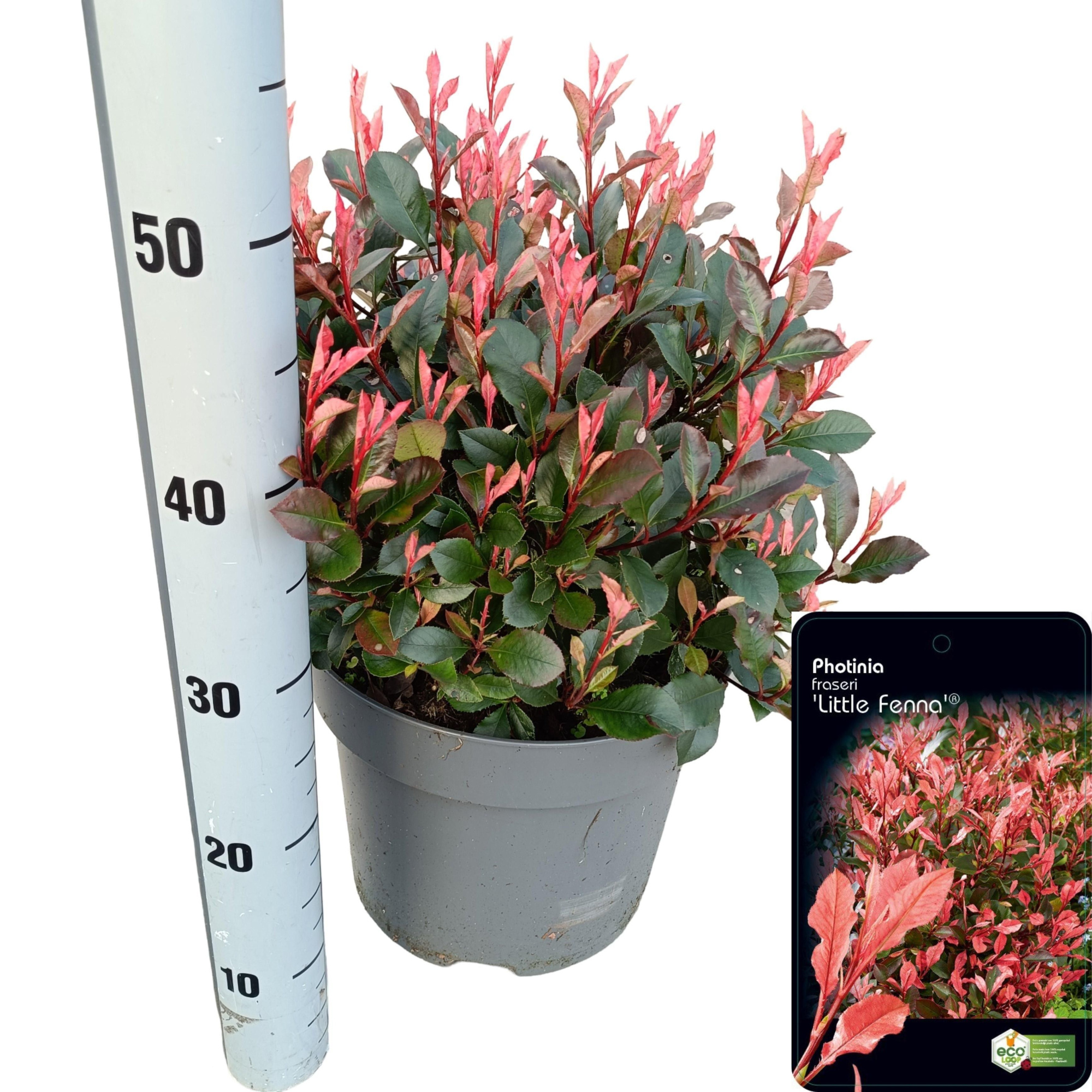 Photinia fraseri 'Little Fenna', D 29